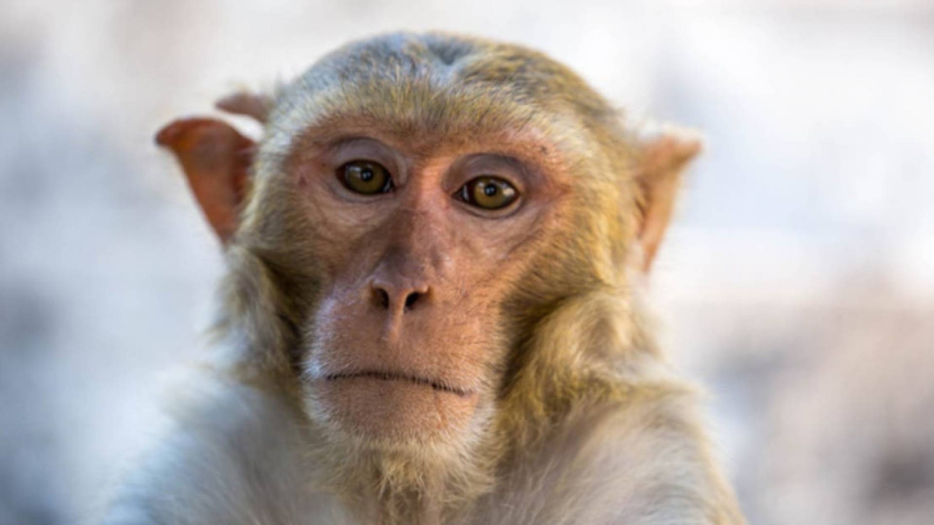 قرد المكاك المسؤول عن نشر الفيروس