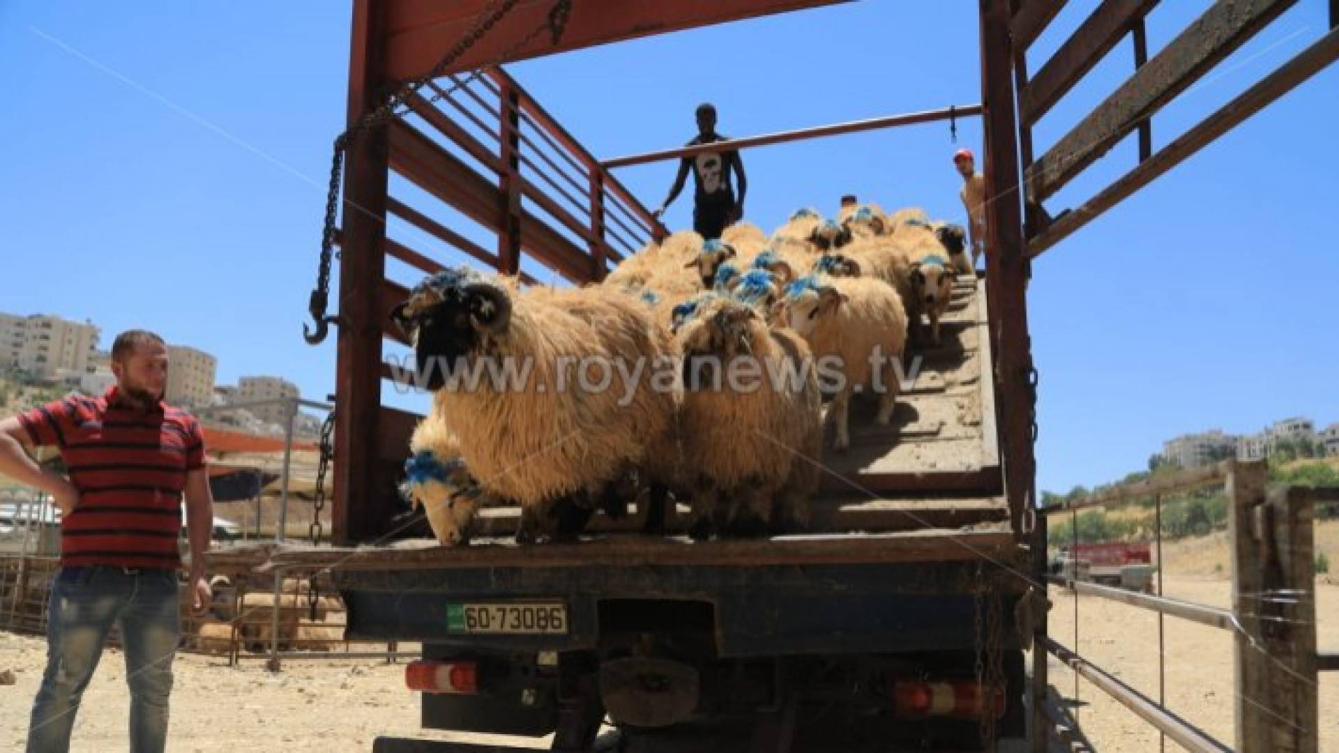 شاحنة تقل أضاحي العيد