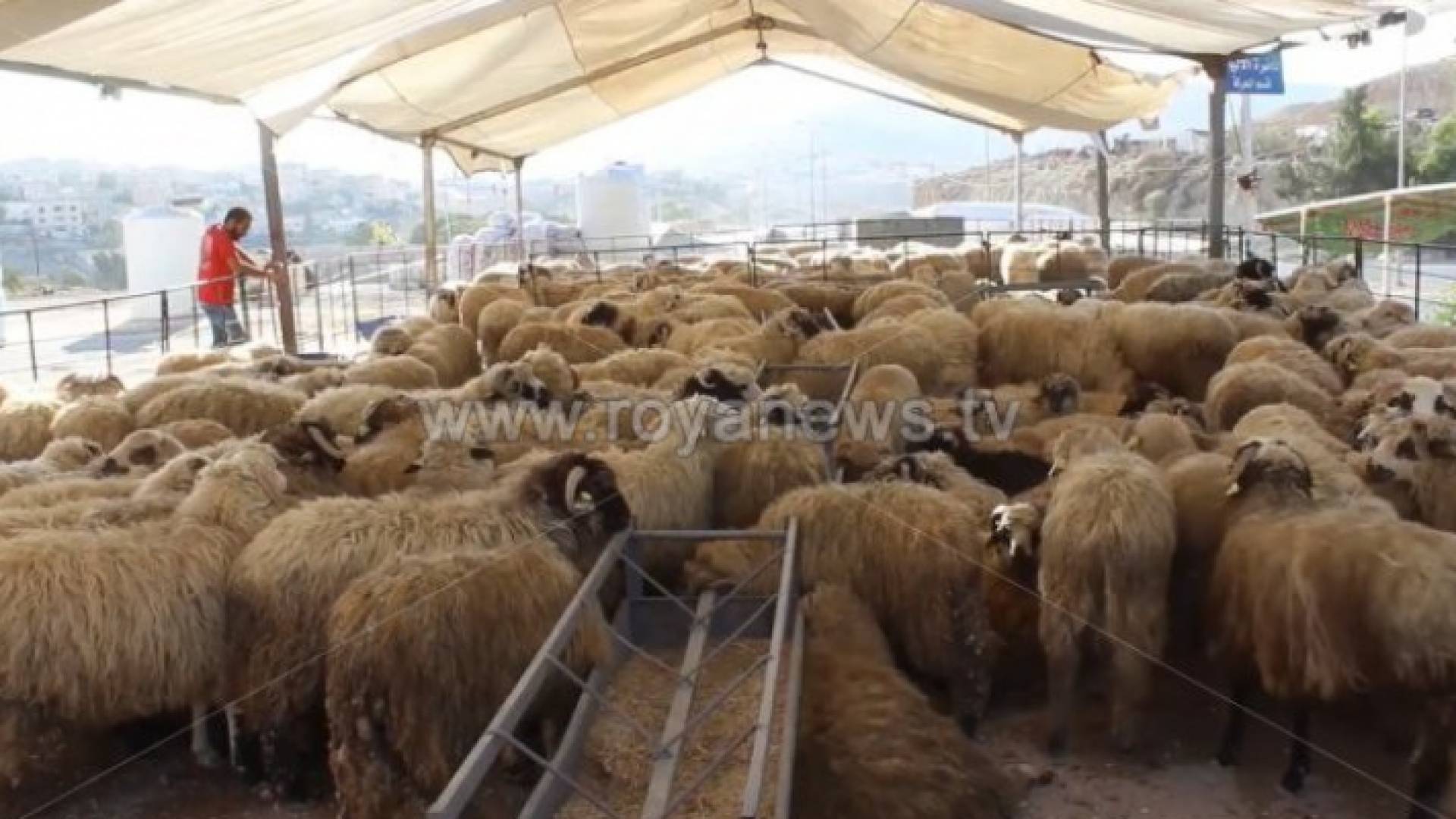 أضاحي - تعبيرية