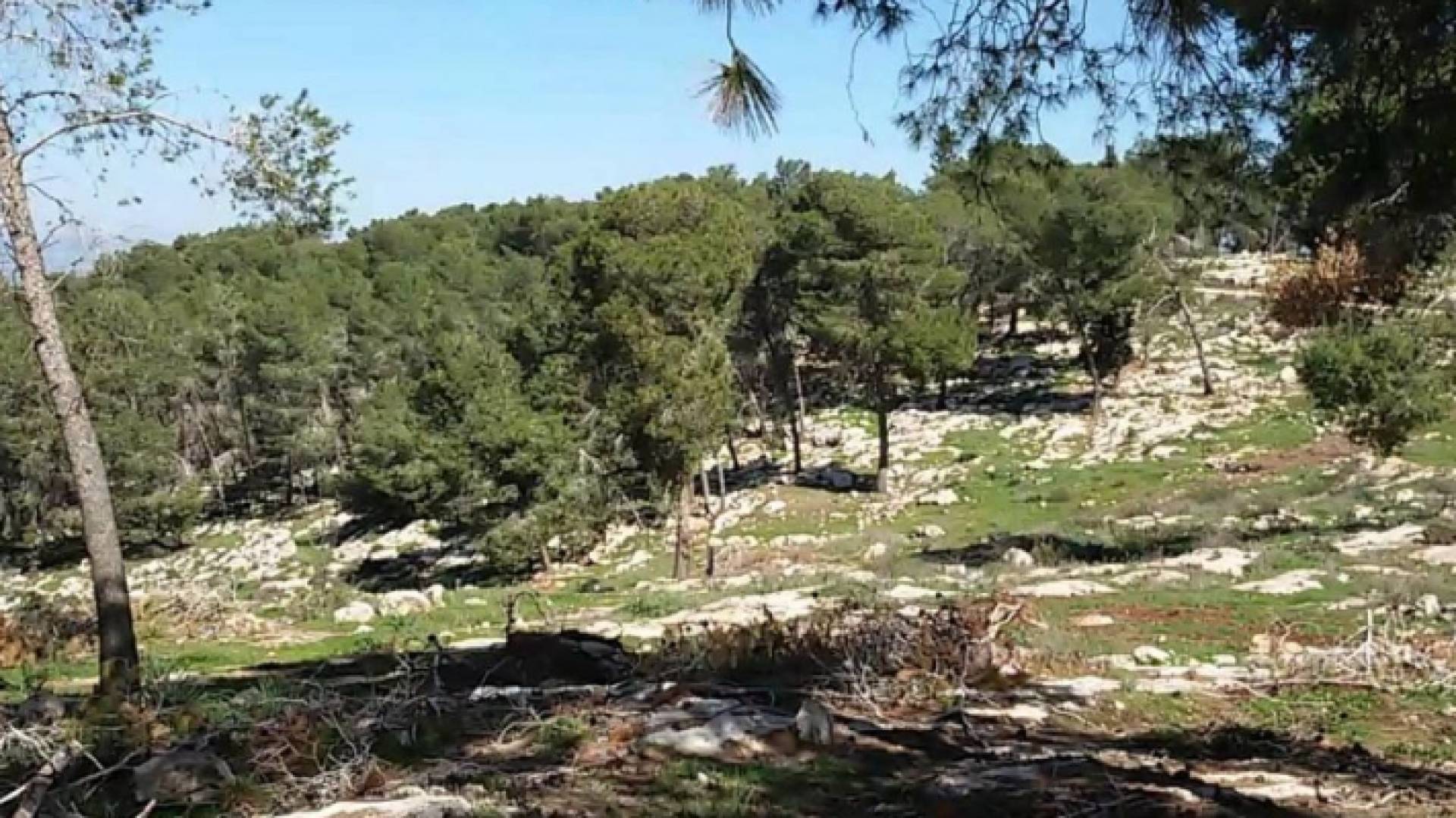 أراضي حرجية - أرشيفية