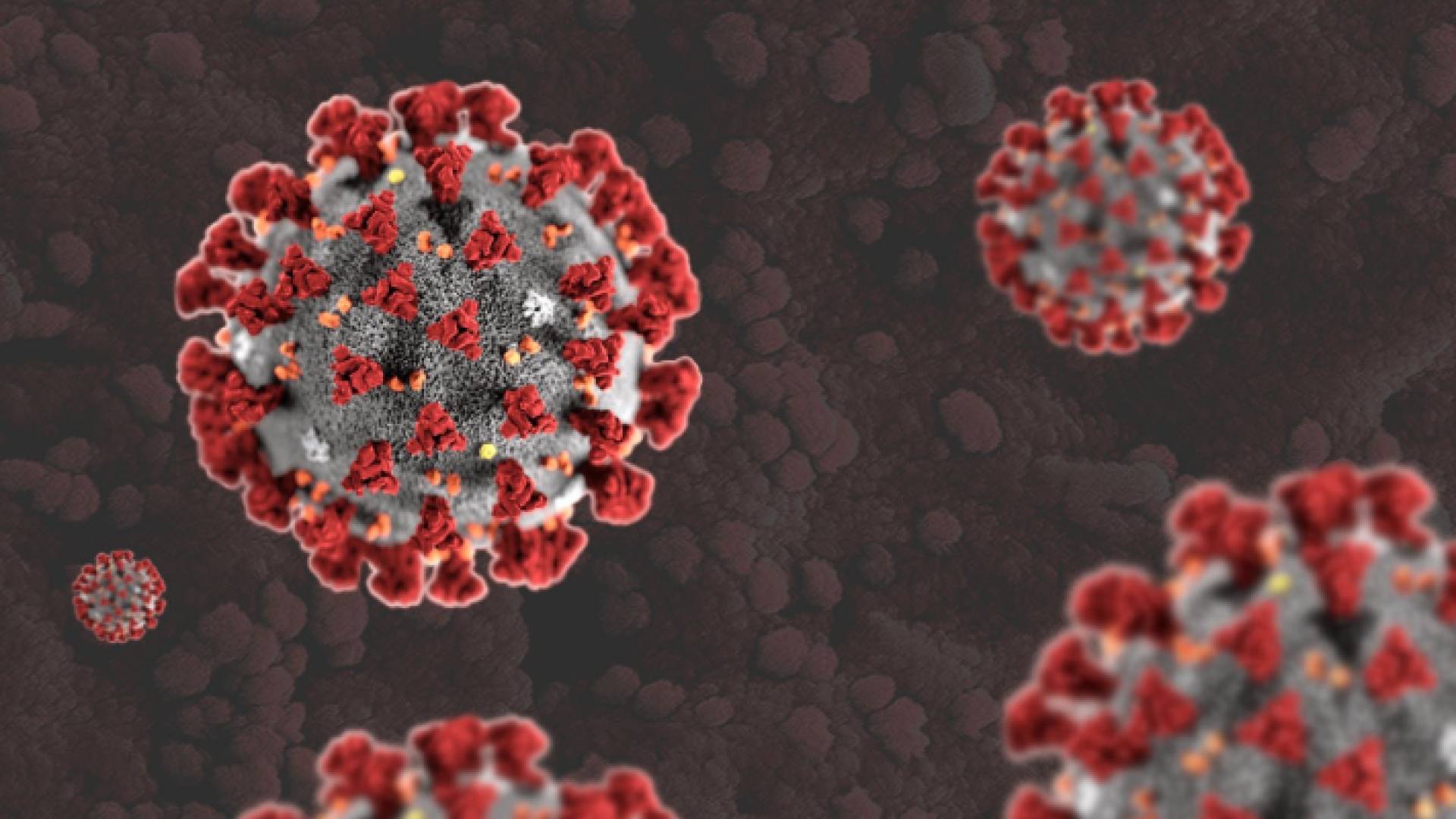 فيروس كورونا - تعبيرية