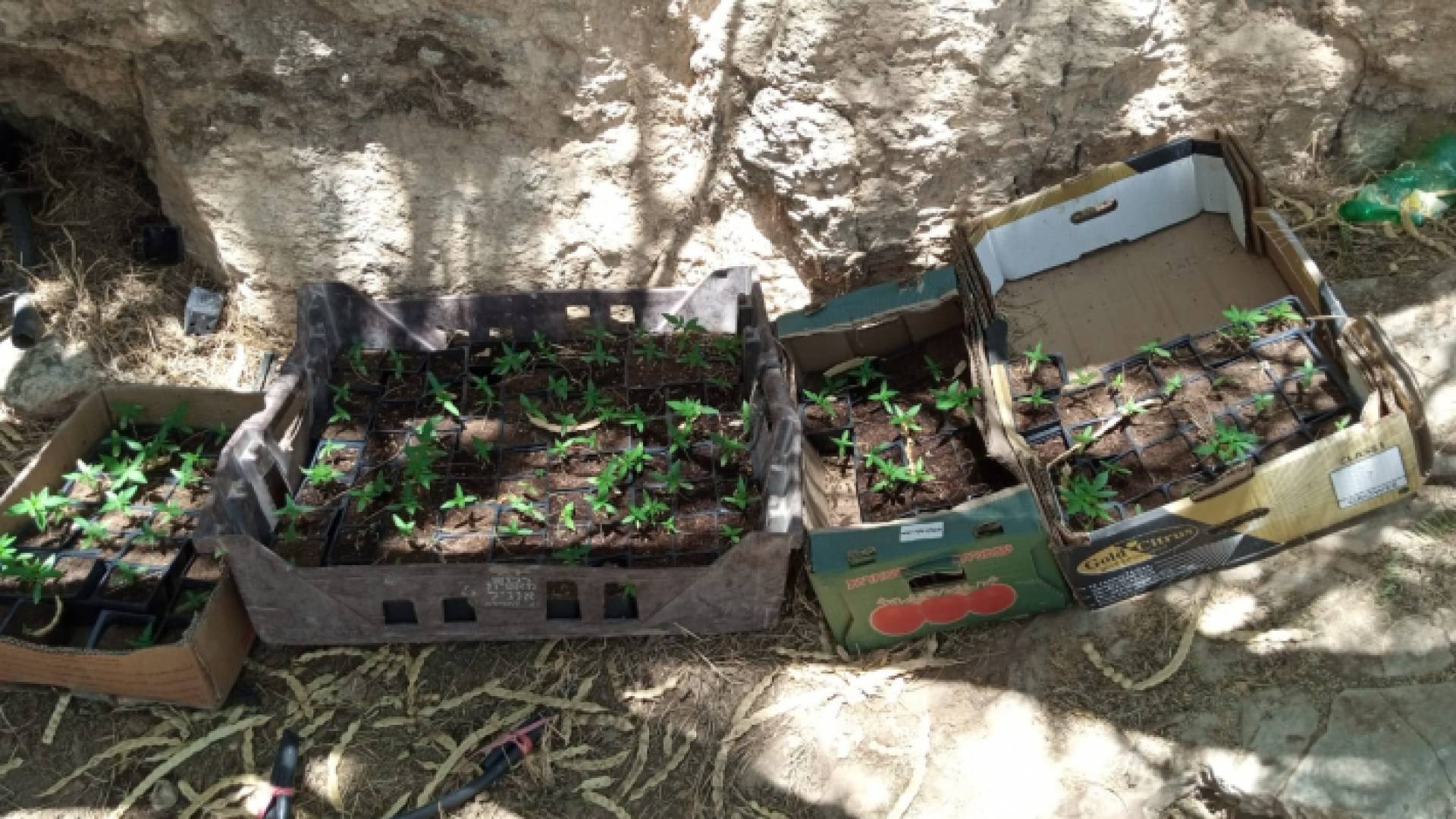 المخابرات العامة والشرطة الفلسطينية يضبطان مشتلا للمخدرات جنوب الخليل