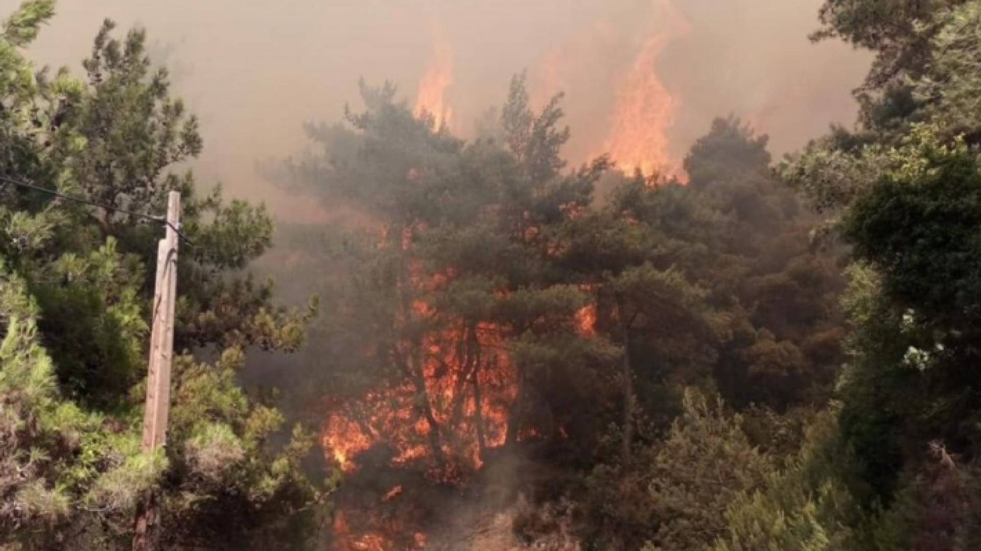 حريق داخل غابة