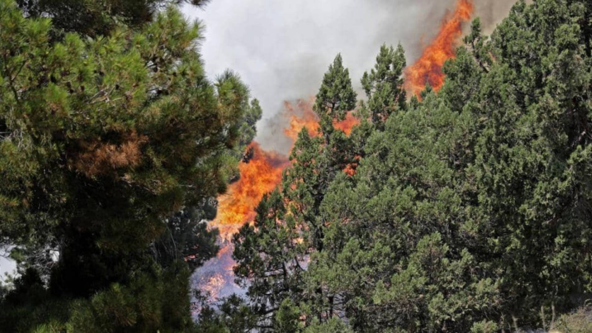 جانب من الحرائق في مدينة عكار اللبنانية
