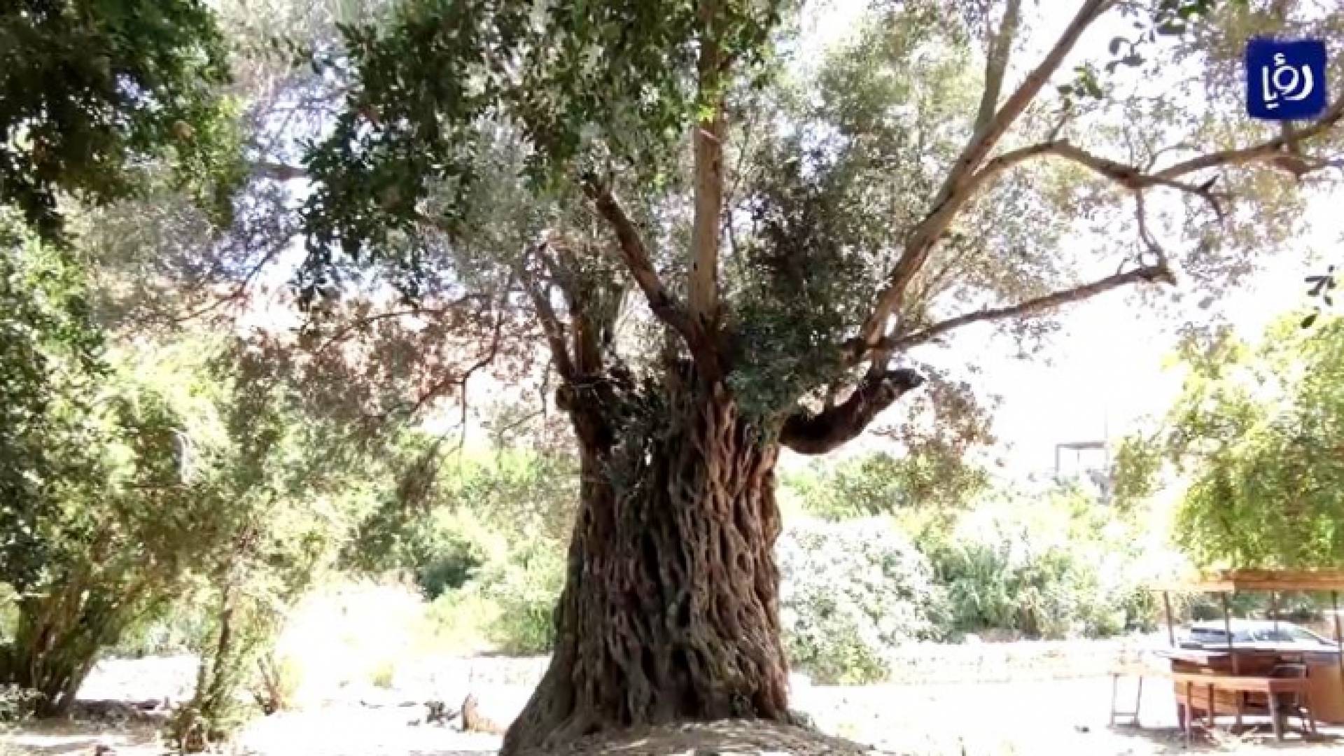 مبادرة للحفاظ على أشجار الزيتون المعمرة في لواء الكورة