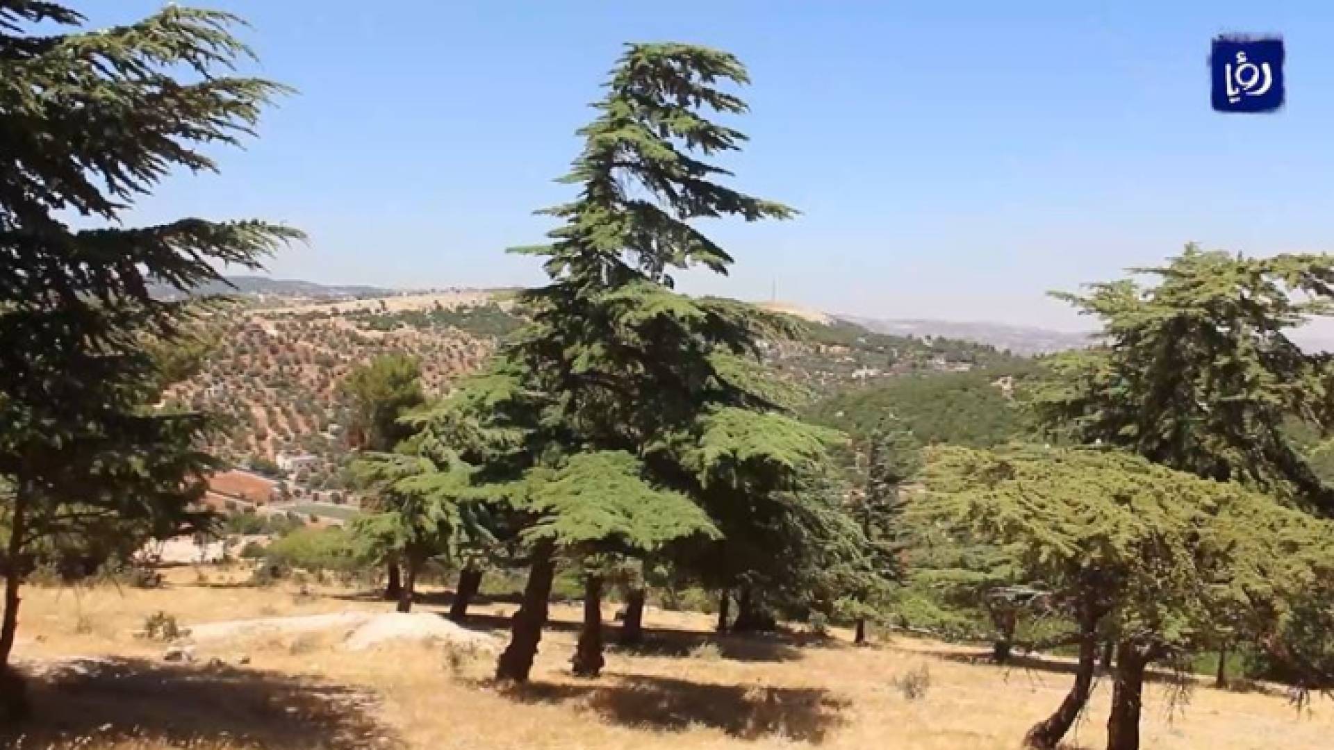 الوحيدة في الأردن.. غابة أرز في جرش
