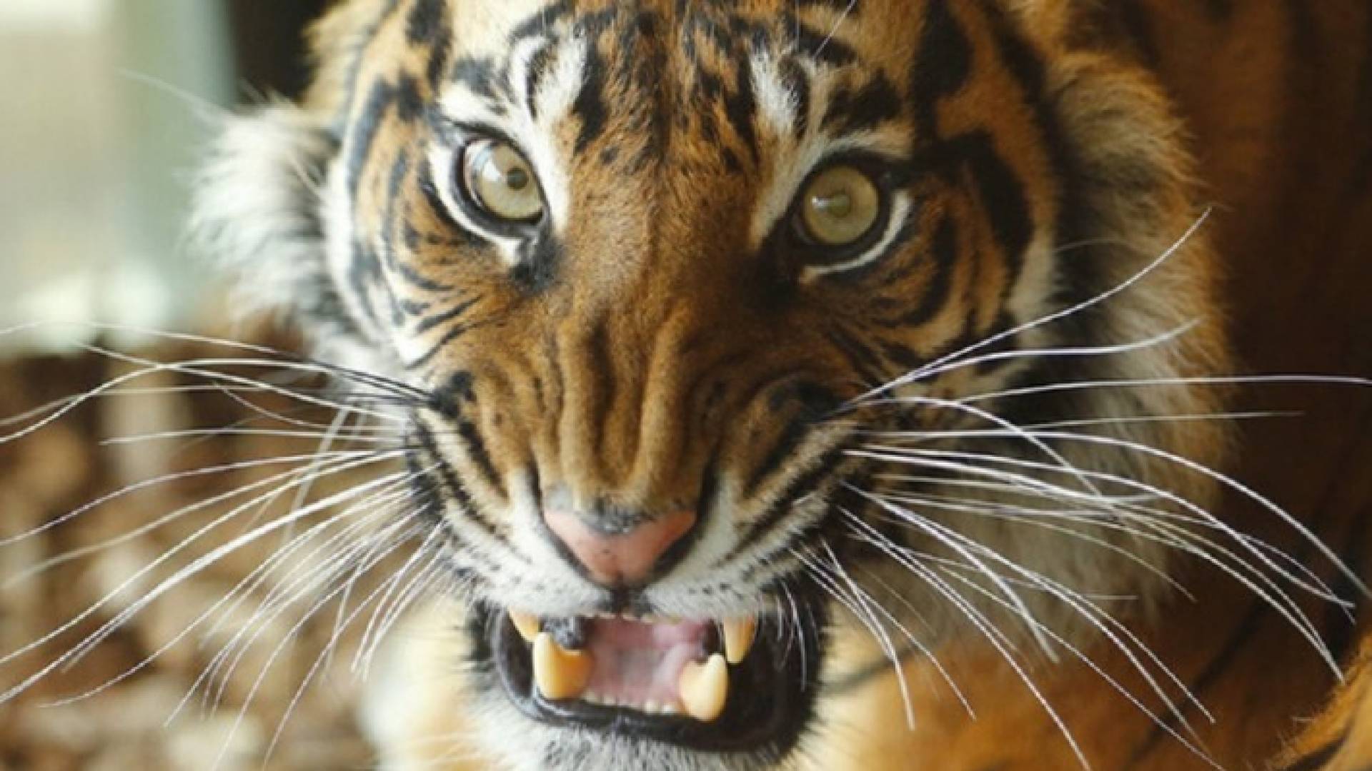 نمر - تعبيرية