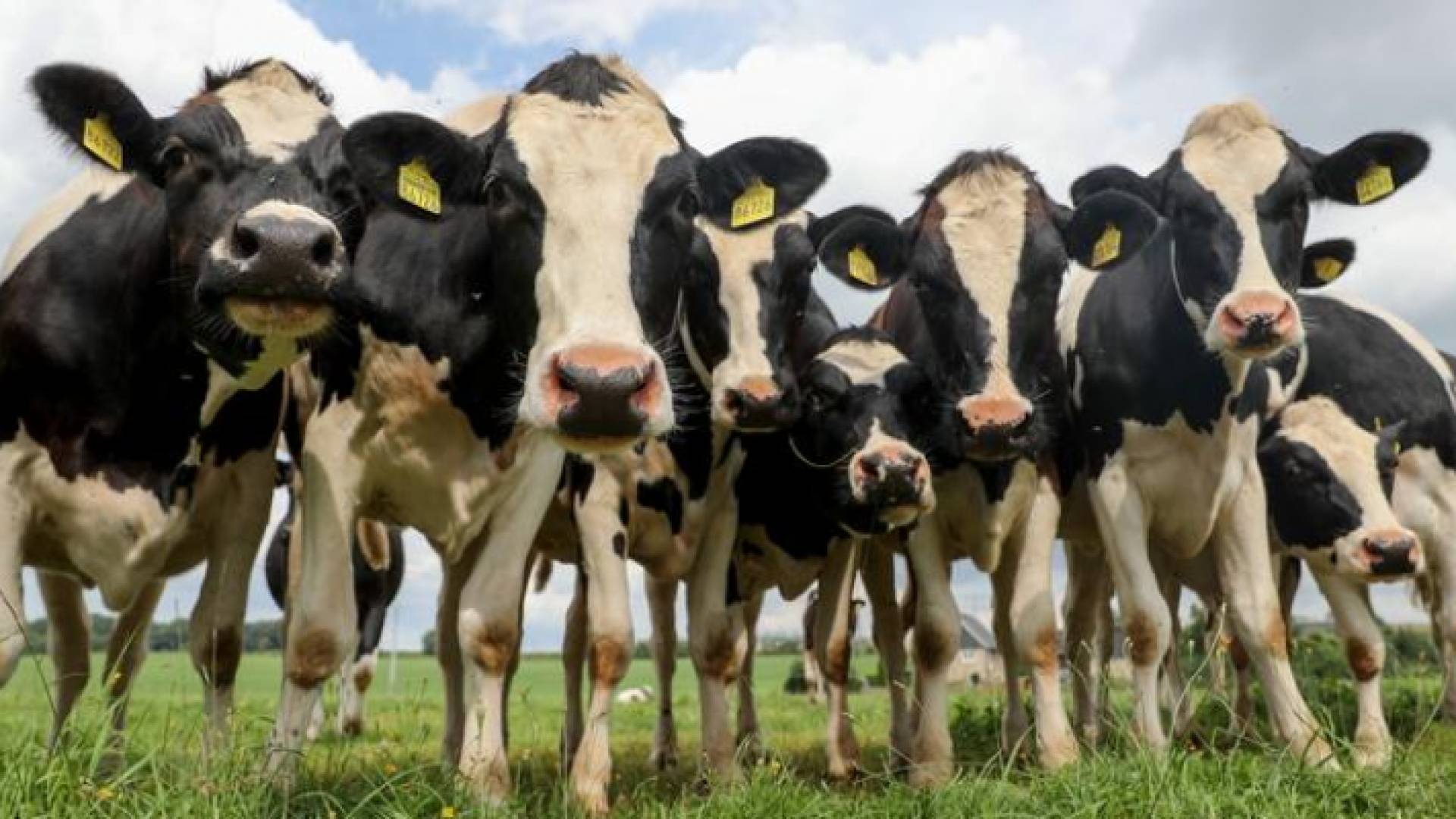 أبقار - ارشيفية