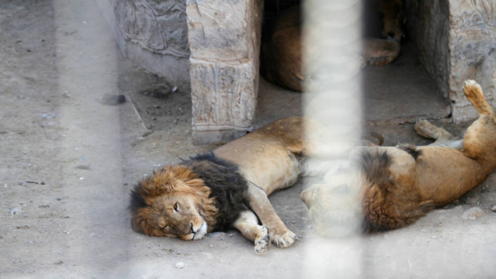 اليمن.. حيوانات حديقة صنعاء تواجه خطر الإنقراض