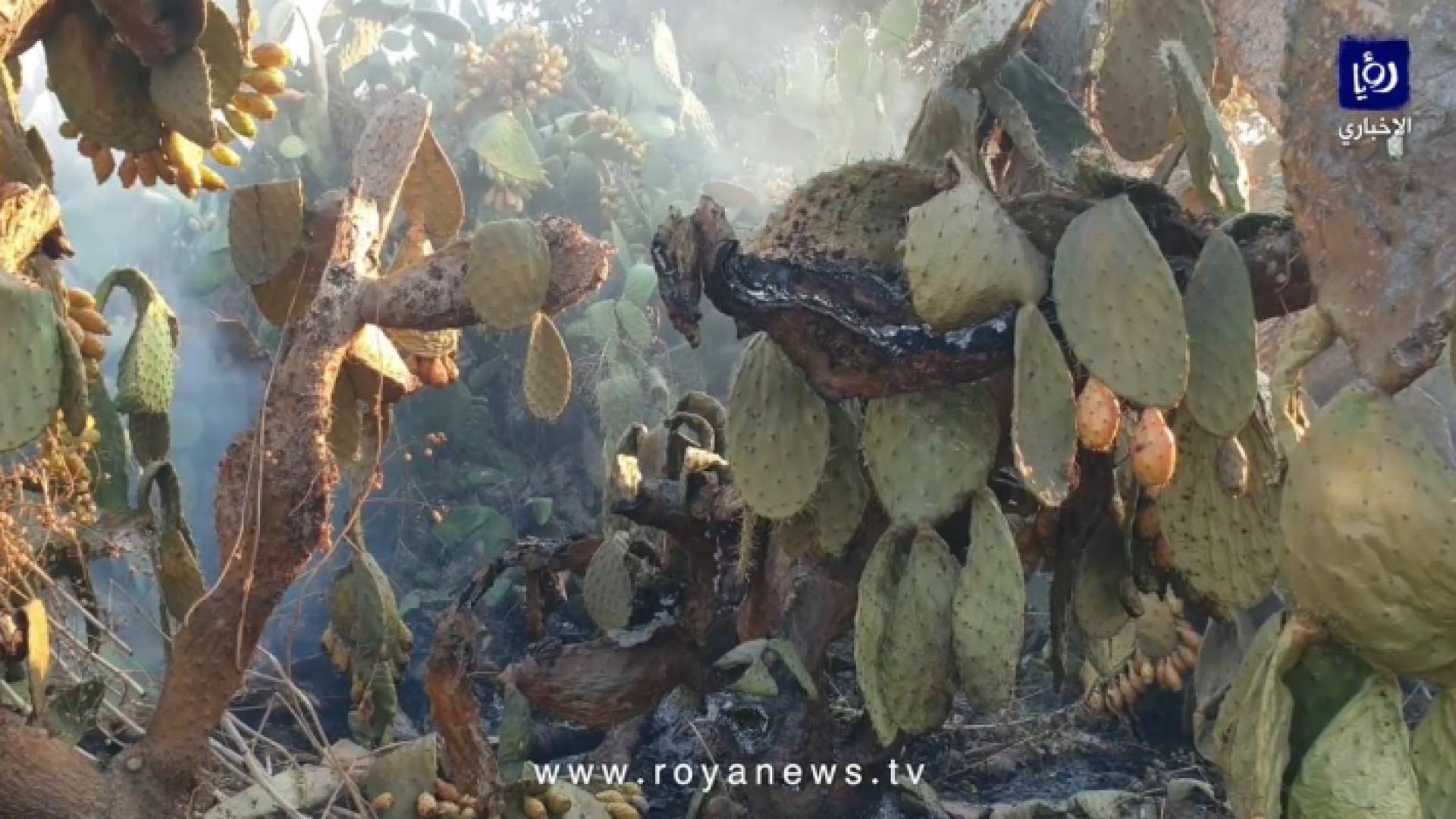 من الأضرار التي لحقت الأشجار المثمرة