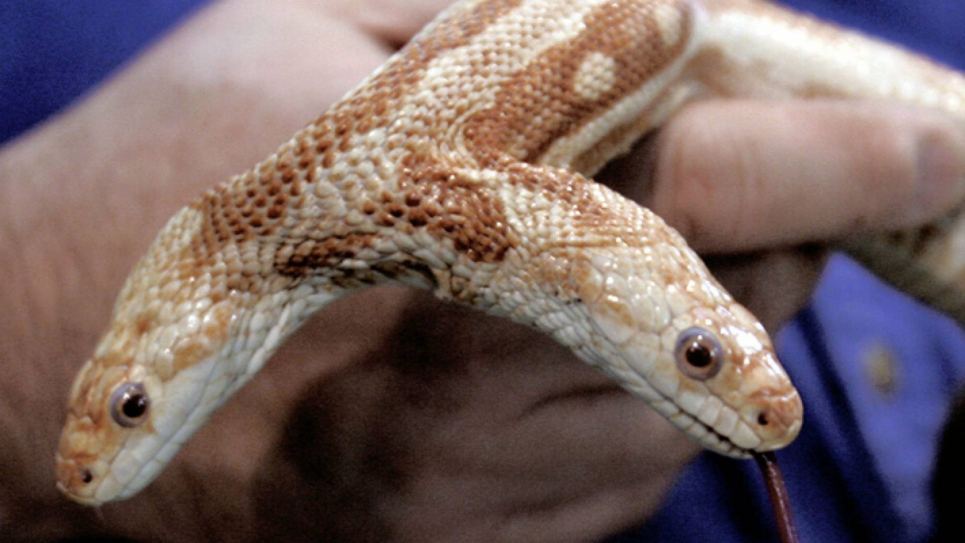 ثعبان ذو الرأسين - تعبيرية