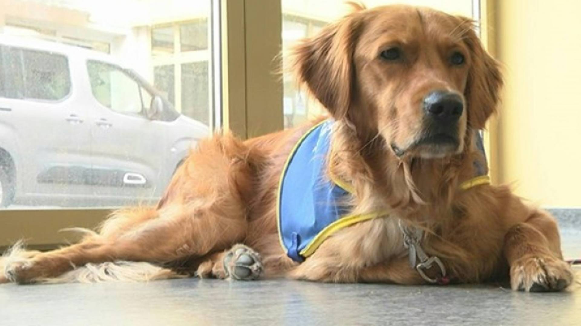 الكلب بوكا يكشف الإصابة بكورونا