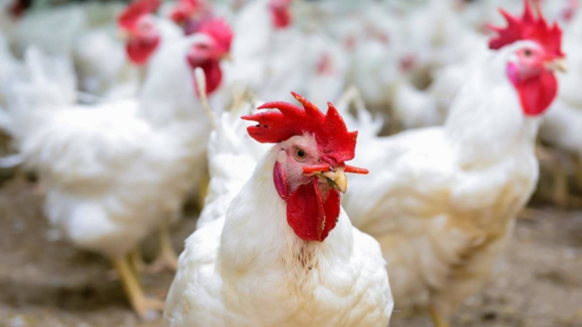 دجاج - تعبيرية