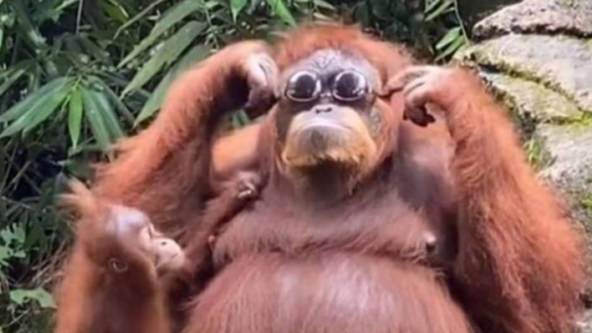 قرد إنسان الغاب وهو يرتدي نظارة شمسية