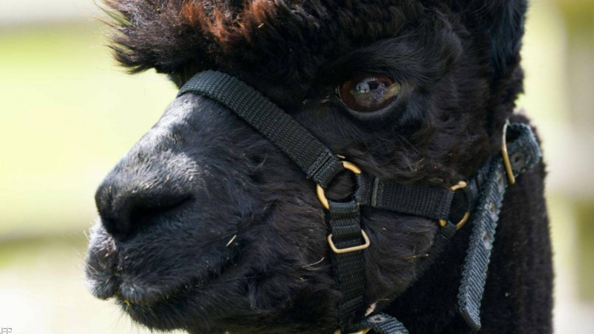 حيرونيمو محكوم بالإعدام