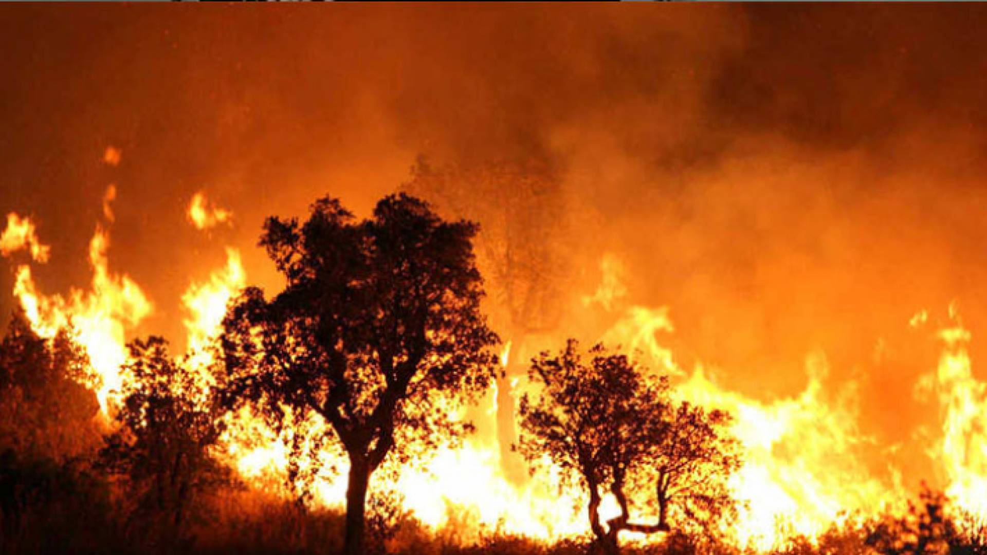 وفاة 18 عسكريا جزائريا جراء الحرائق المنتشرة في شمال البلاد