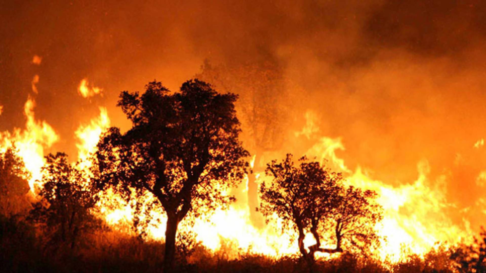 حرائق الغابات في الجزائر
