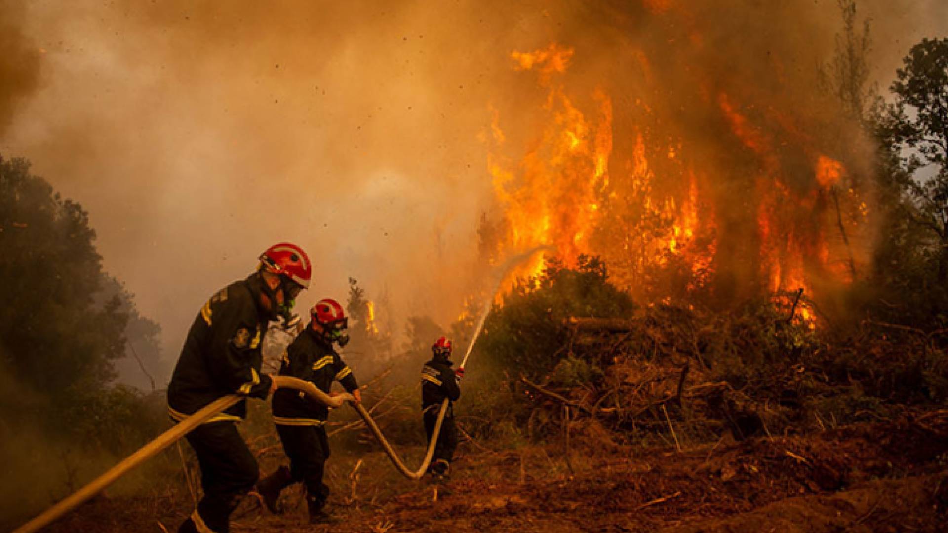 حرائق الغابات في الجزائر