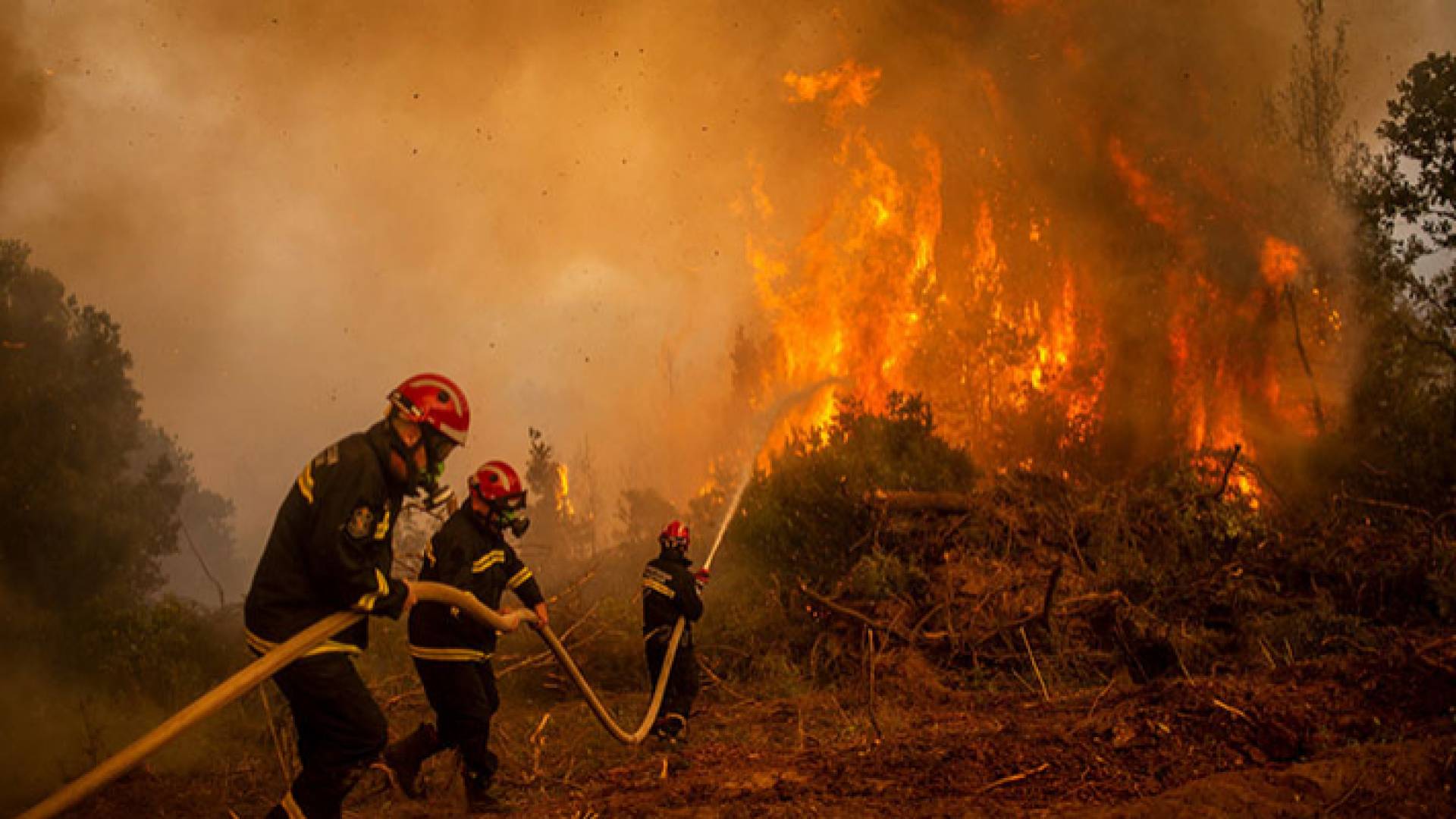 حرائق الغابات في الجزائر - ارشيفية