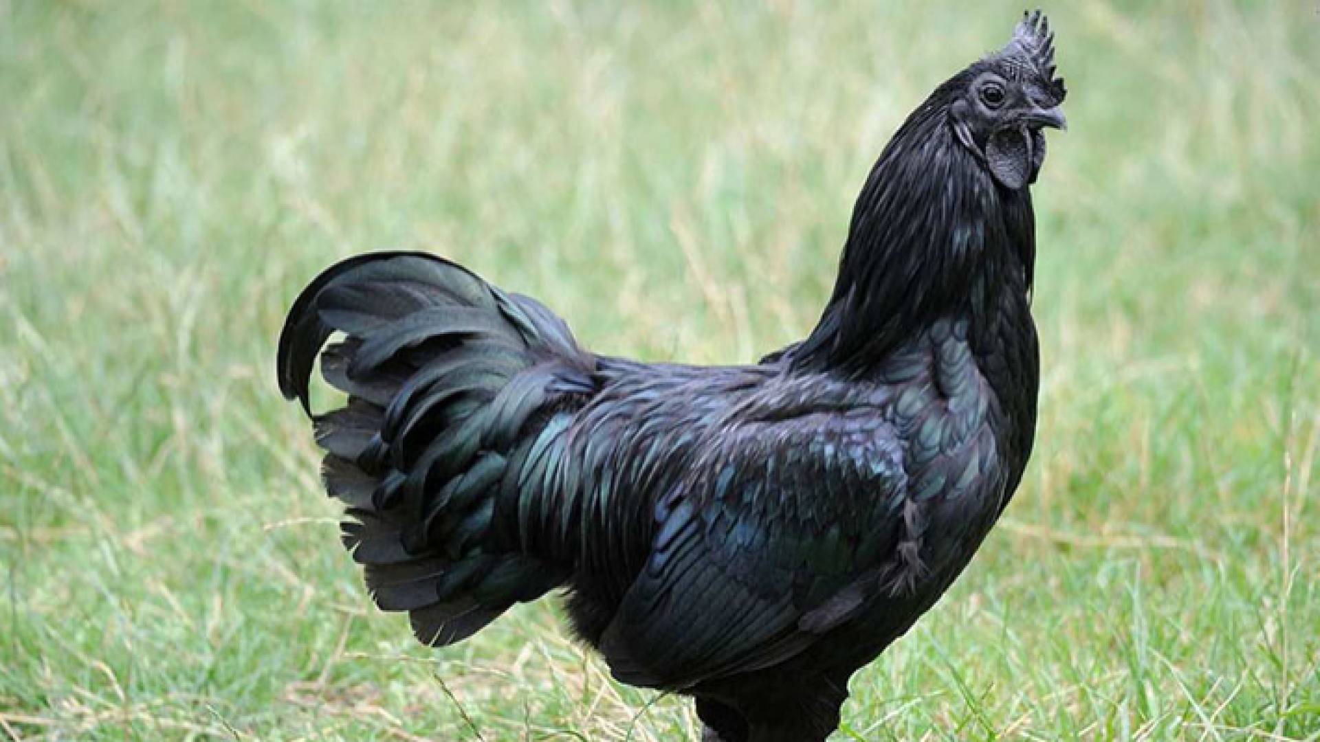 دجاجة سوداء