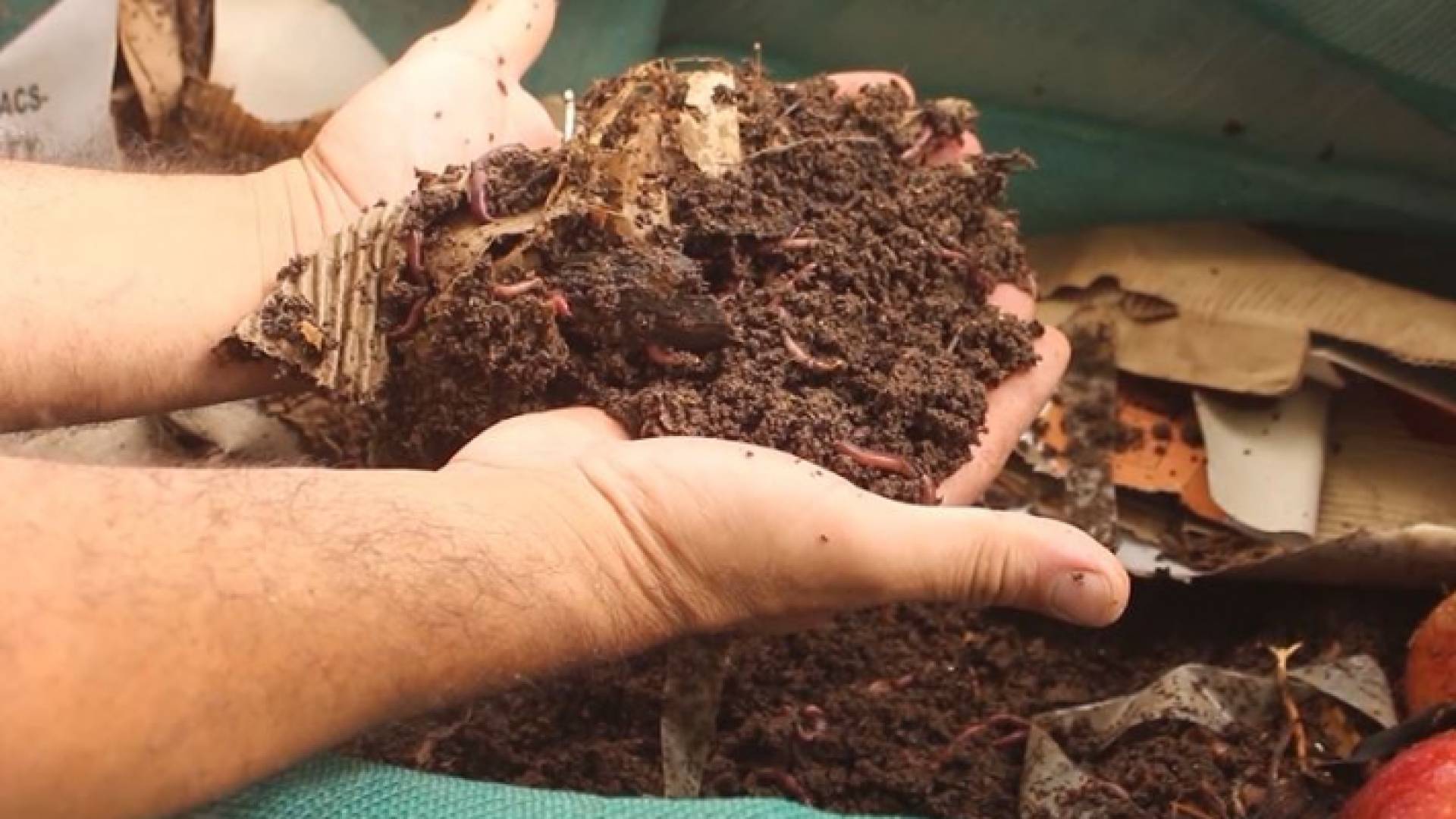 قصة نجاح أردنية في عالم الفاكهة الاستوائية