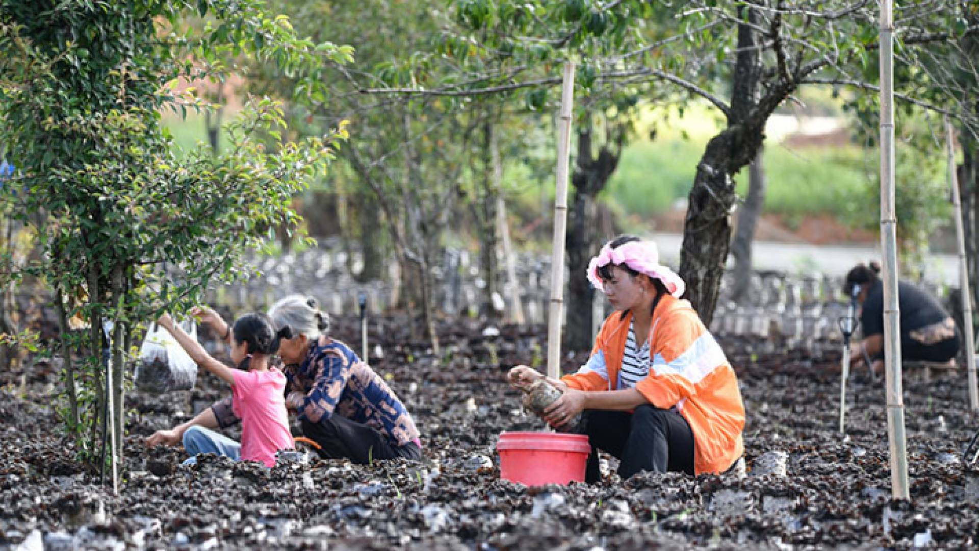 صينيون يعملون في الزراعة