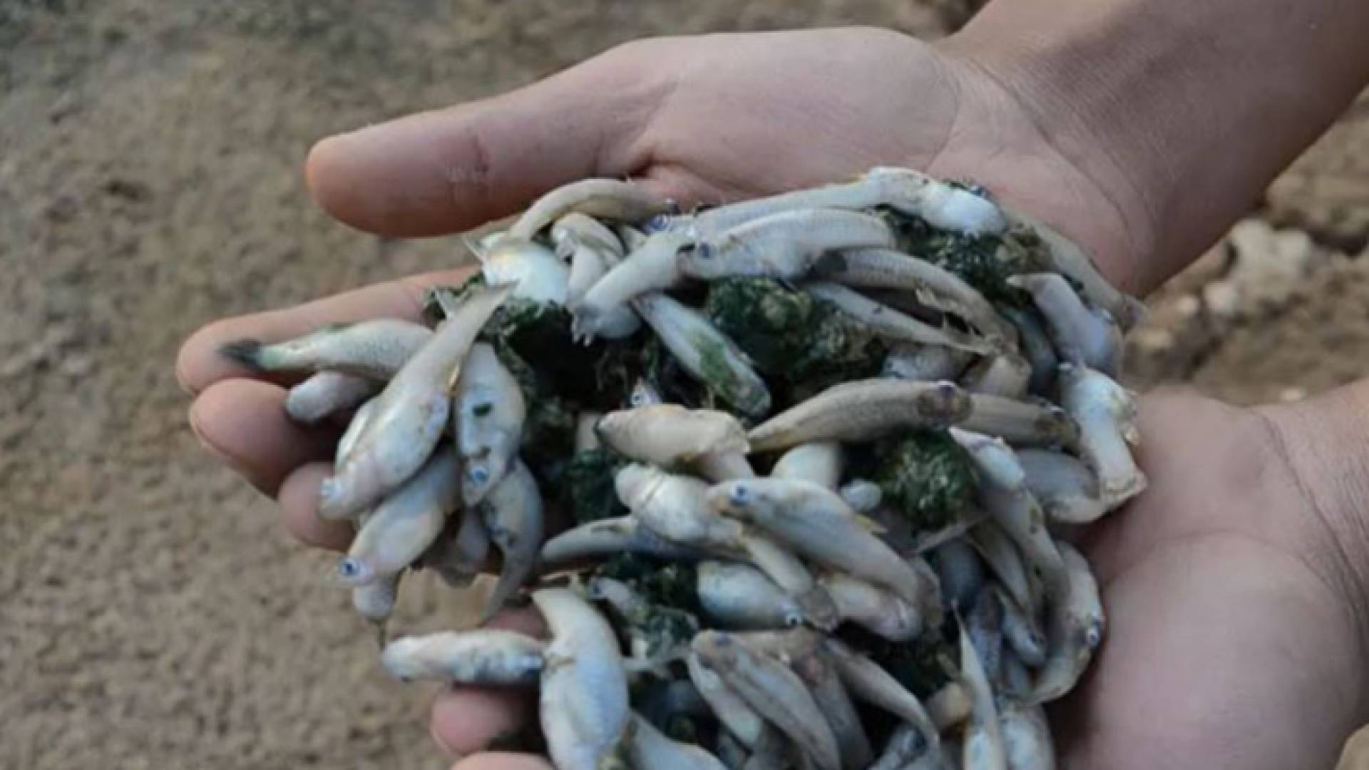 أسماك نافقة في مياه سد الوالة