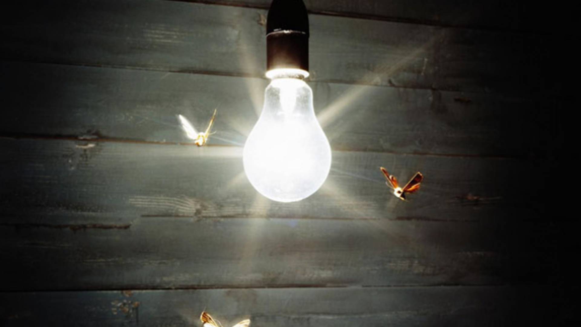 فراشات على الضوء -تعبيرية