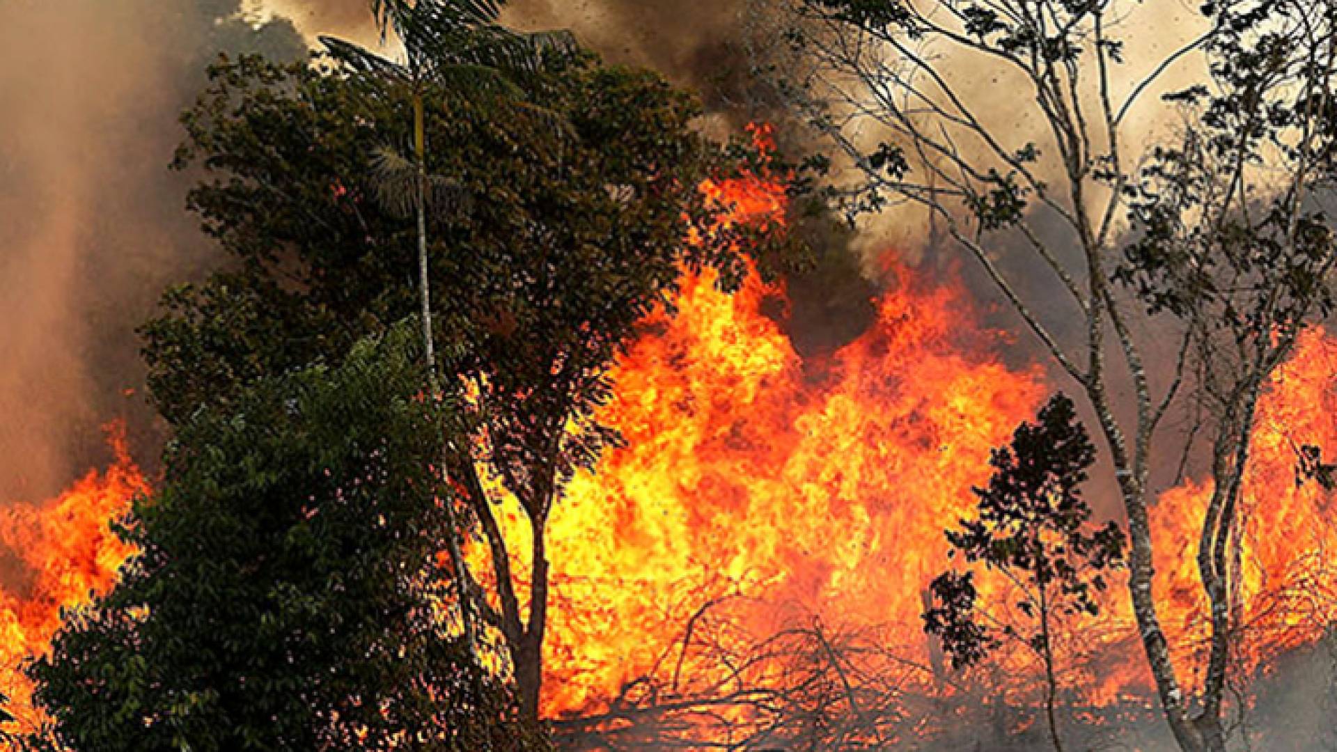 حرائق الغابات في تونس - ارشيفية