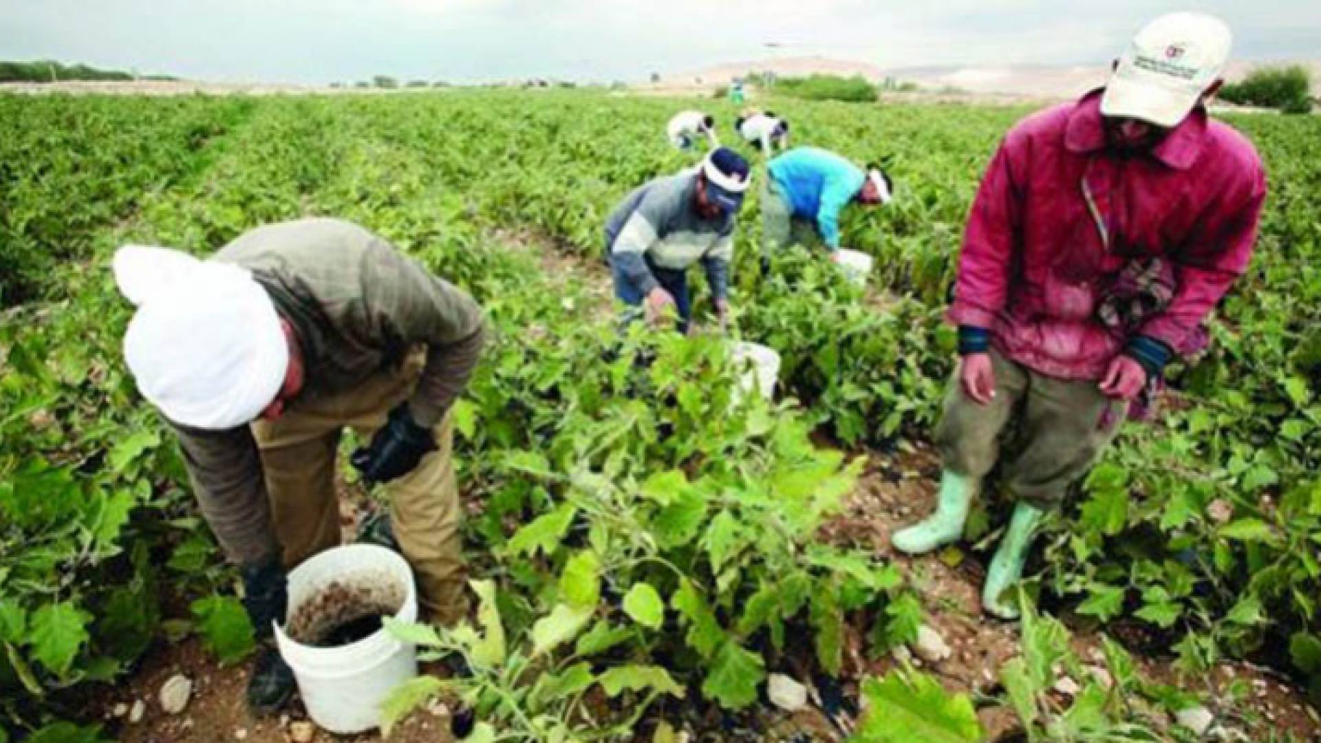 مزارعون في الأغوار