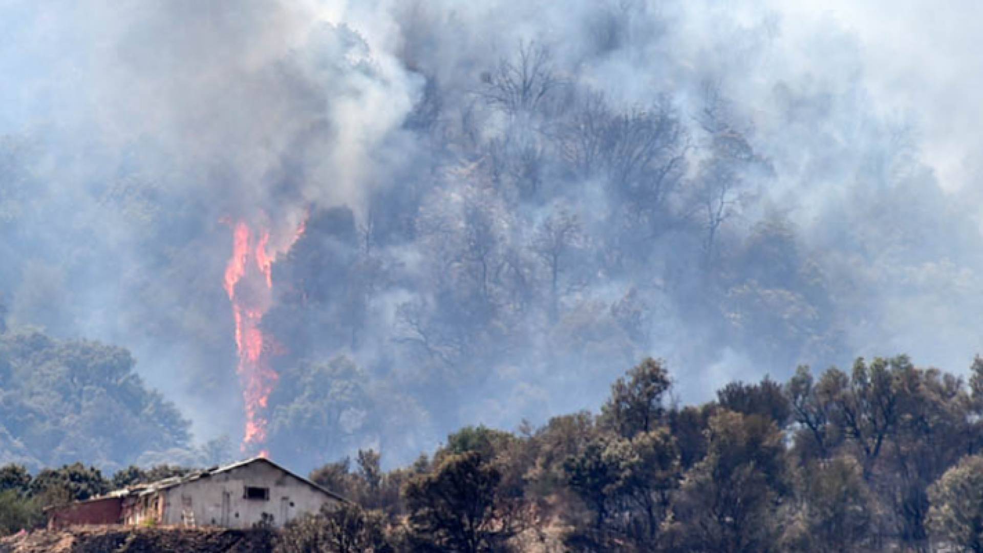 حرائق الغابات في الجزائر