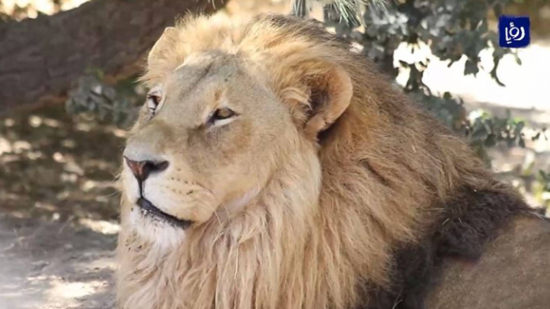 محمية المأوى في جرش.. حيوانات مفترسة ناجية من حروب وتجارة غير شرعية