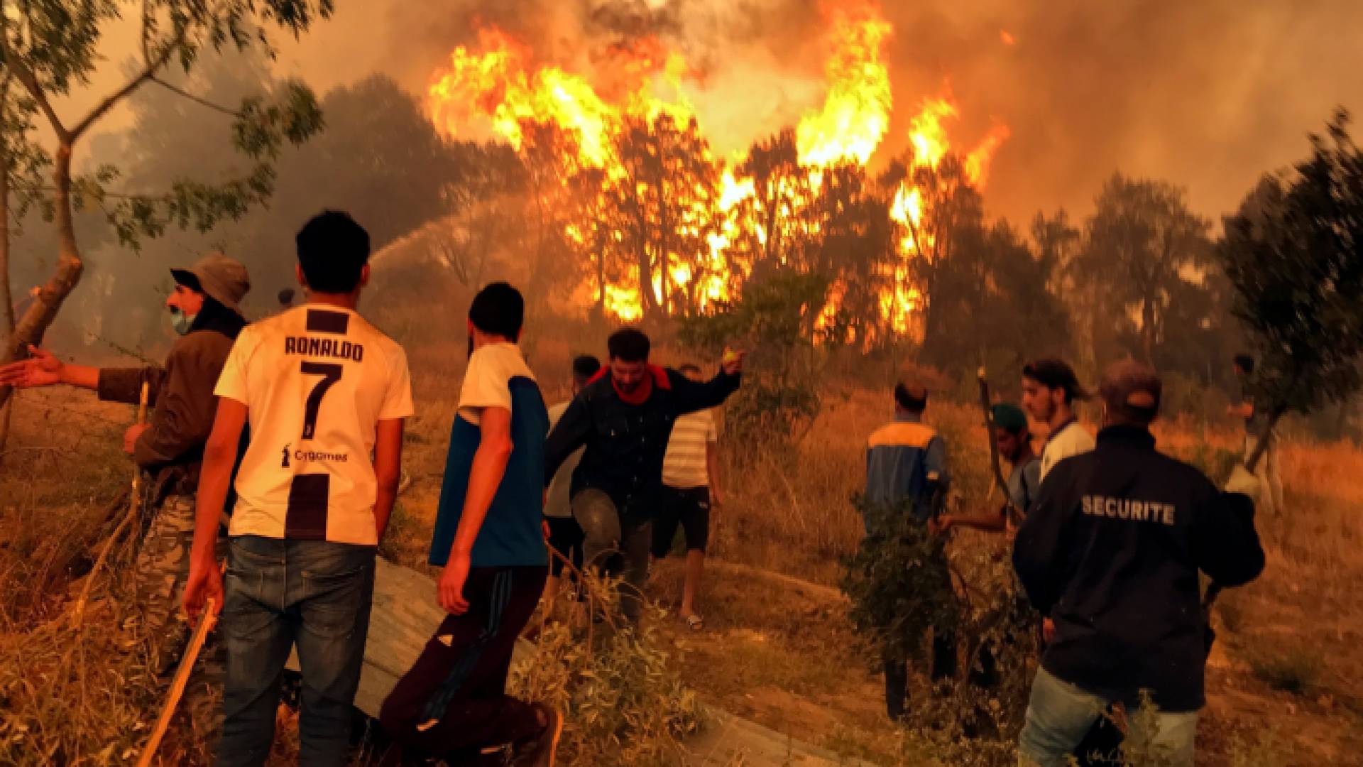 تضم الجزائر 4,1 ملايين هكتار من الغابات