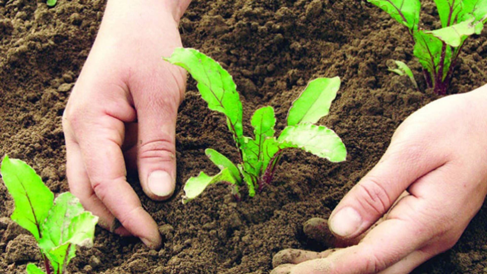 الزراعة - الصورة ارشيفية