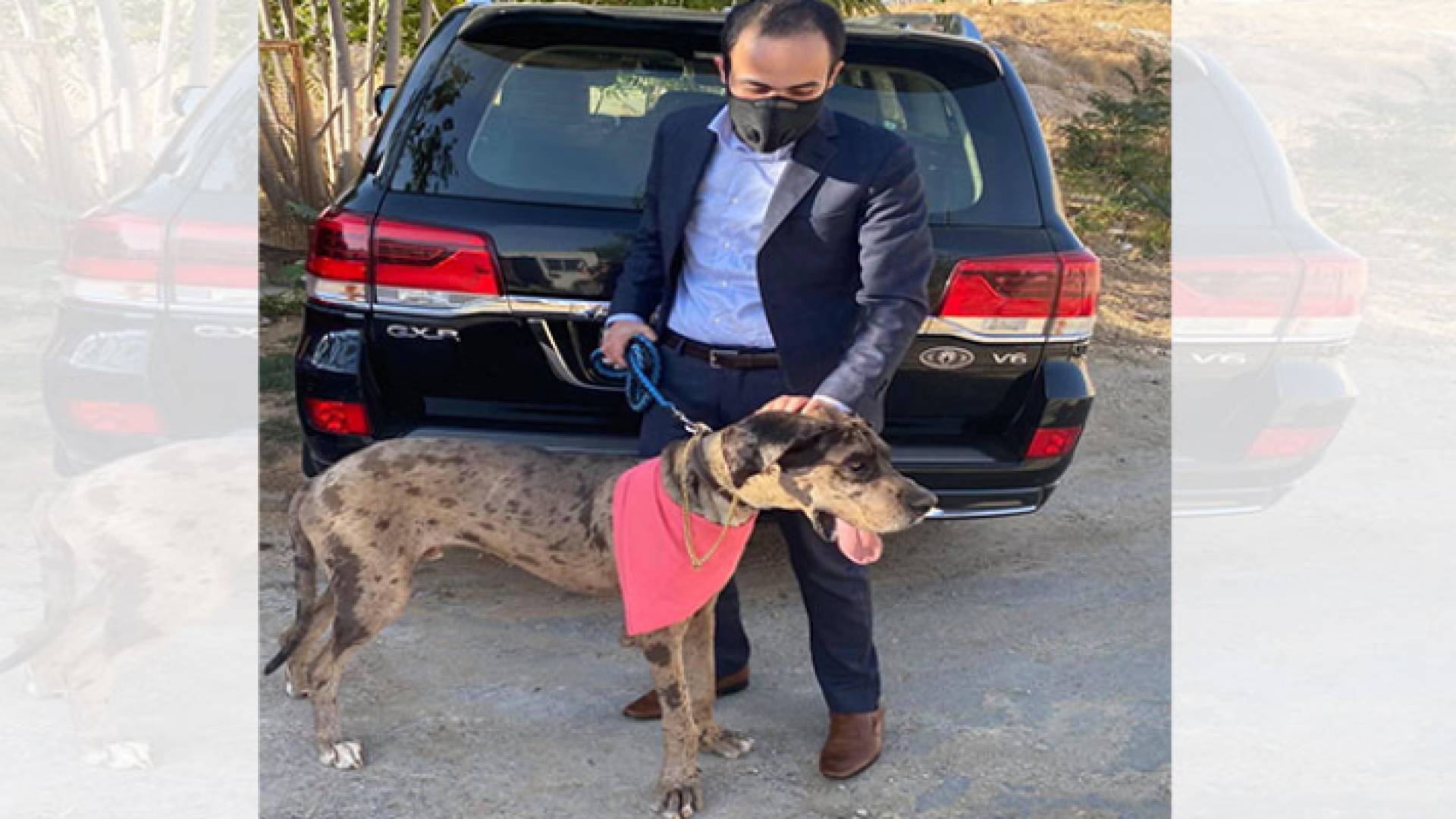 الكلب (رعد جريت دان) ضائع في منطقة تل الرمان