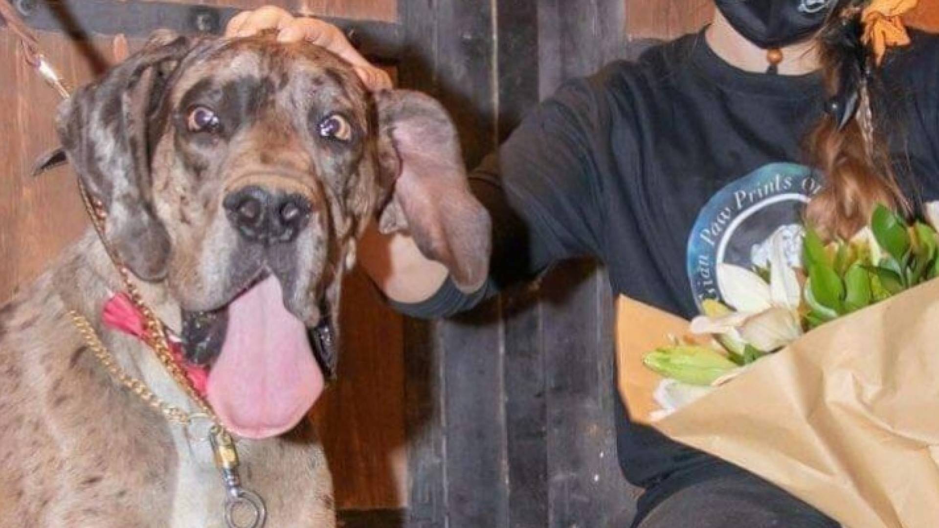 الكلب رعد جريت دان