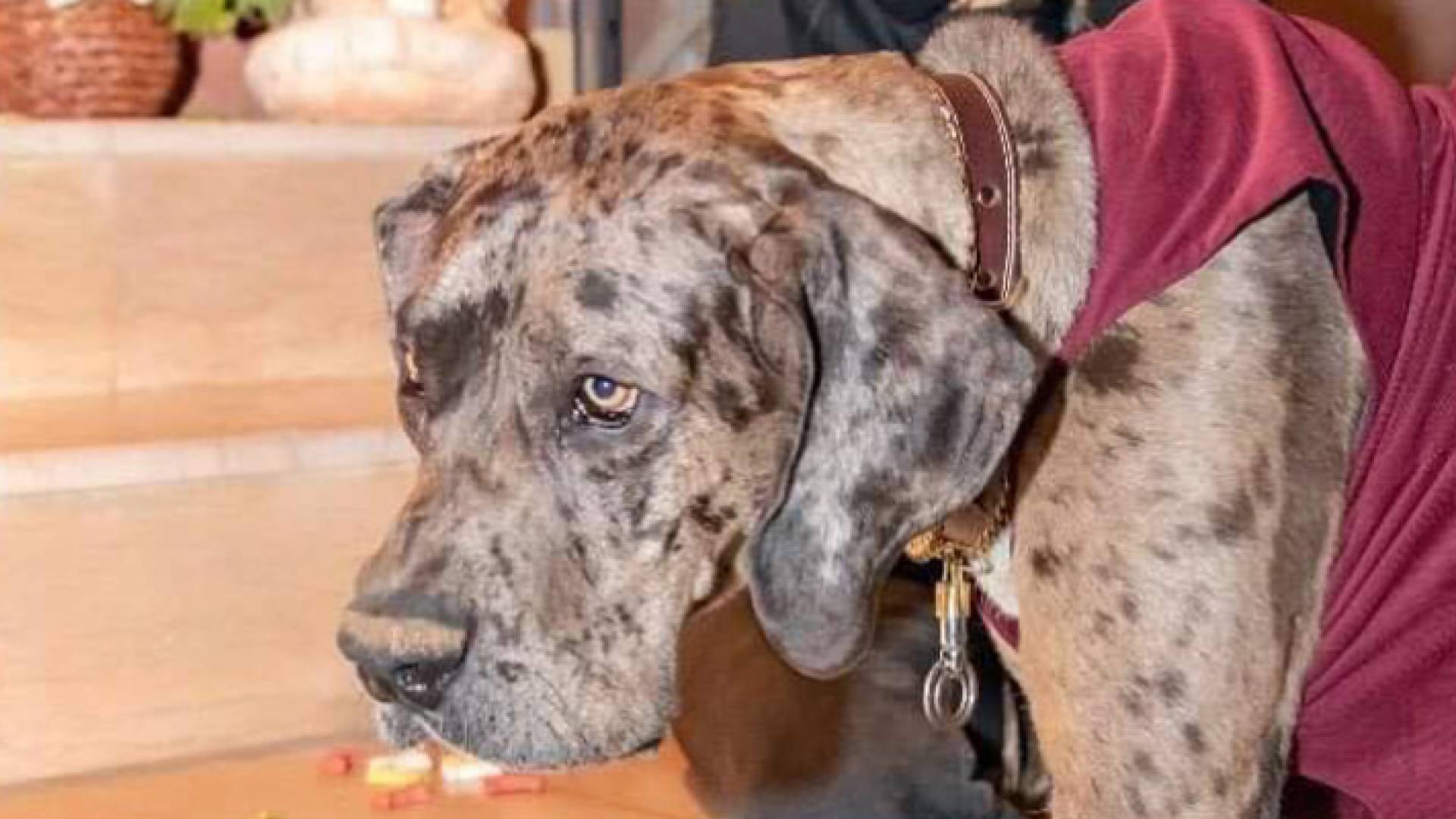 الكلب رعد جريت دان