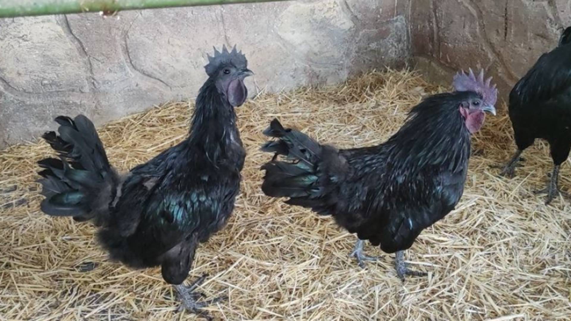 الدجاج الأسود