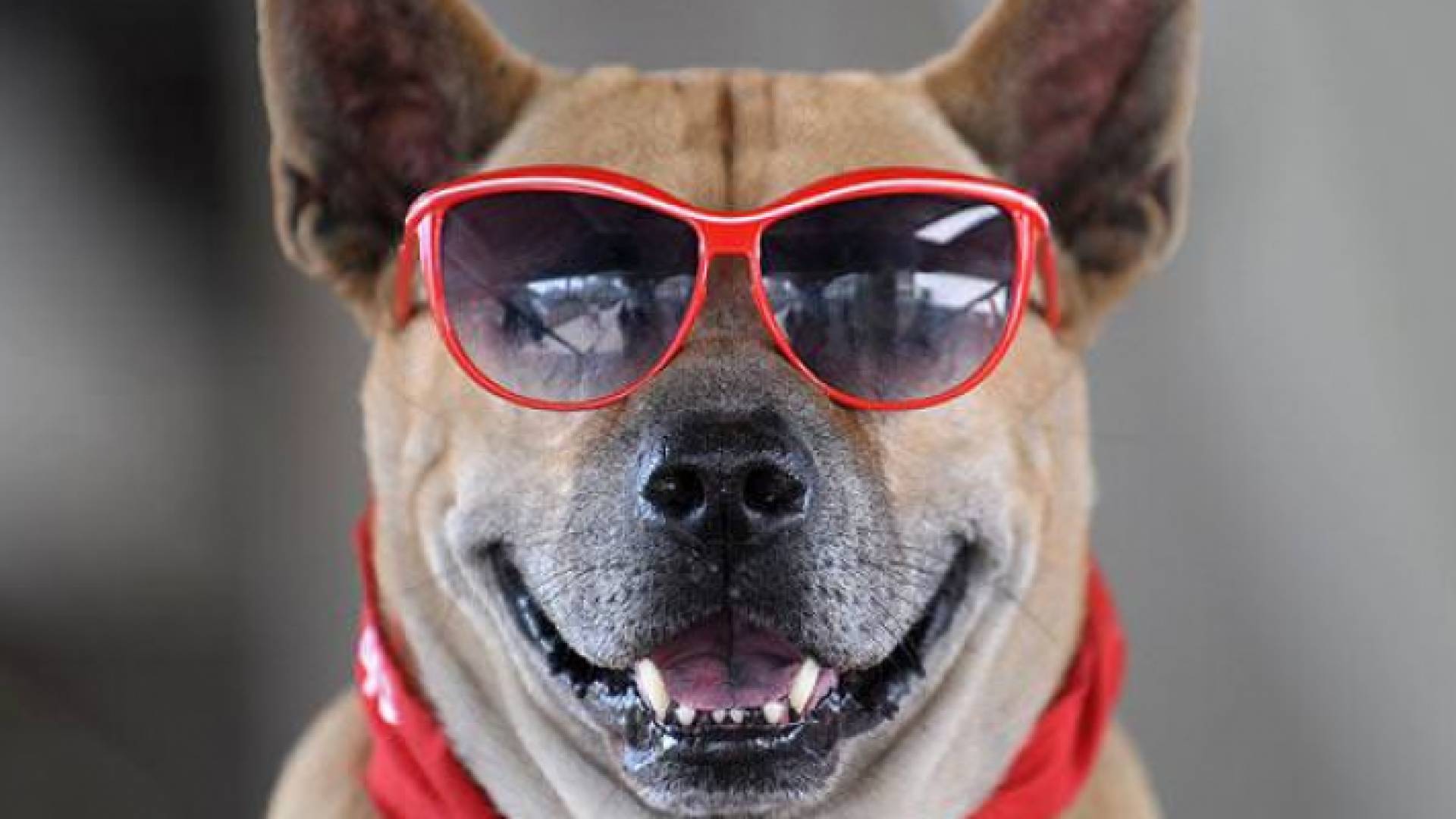 الكلب كان معروضا للبيع