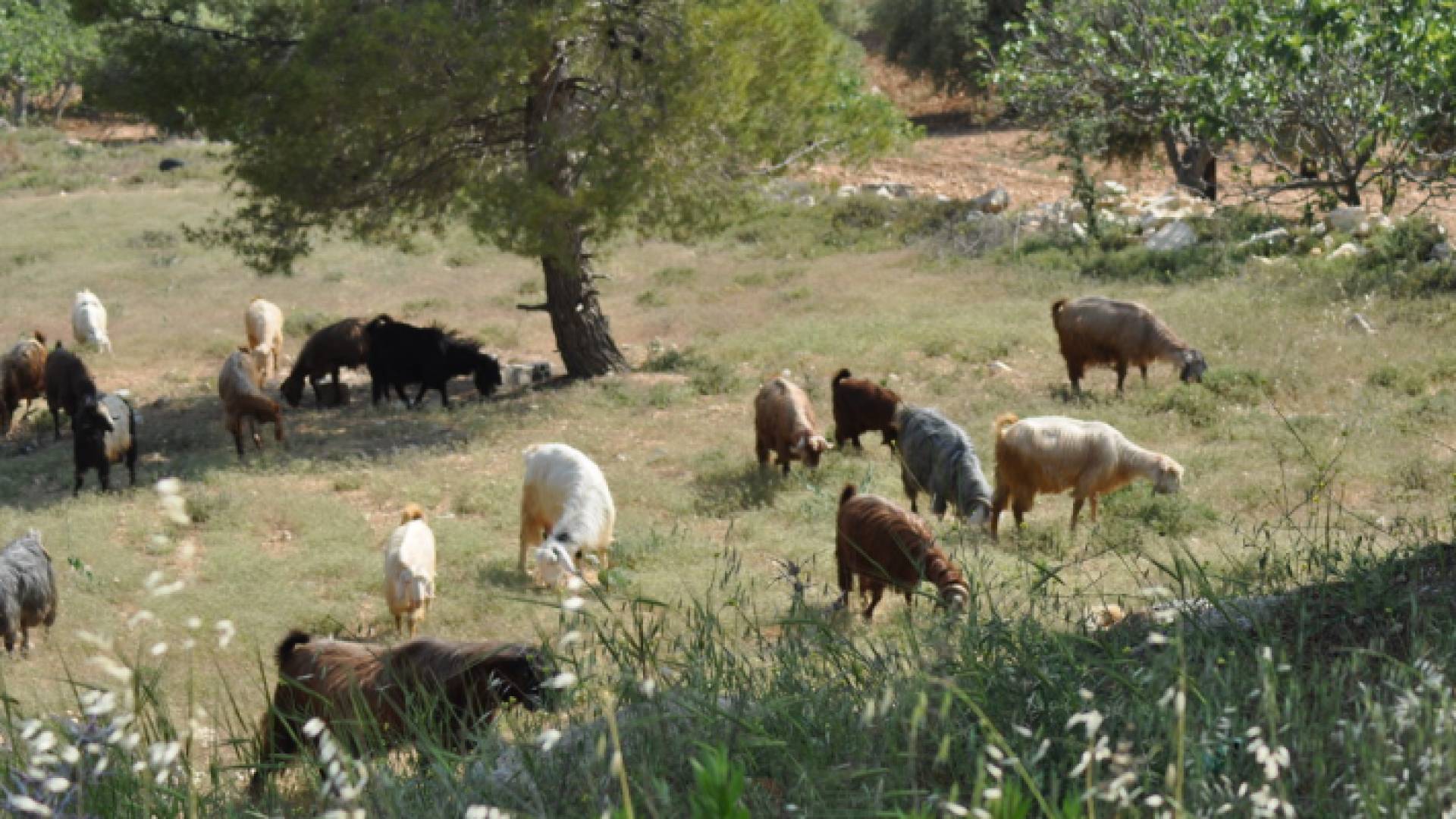 محافظ عجلون يؤكد أهمية تكثيف جهود حماية الثروة الحرجية