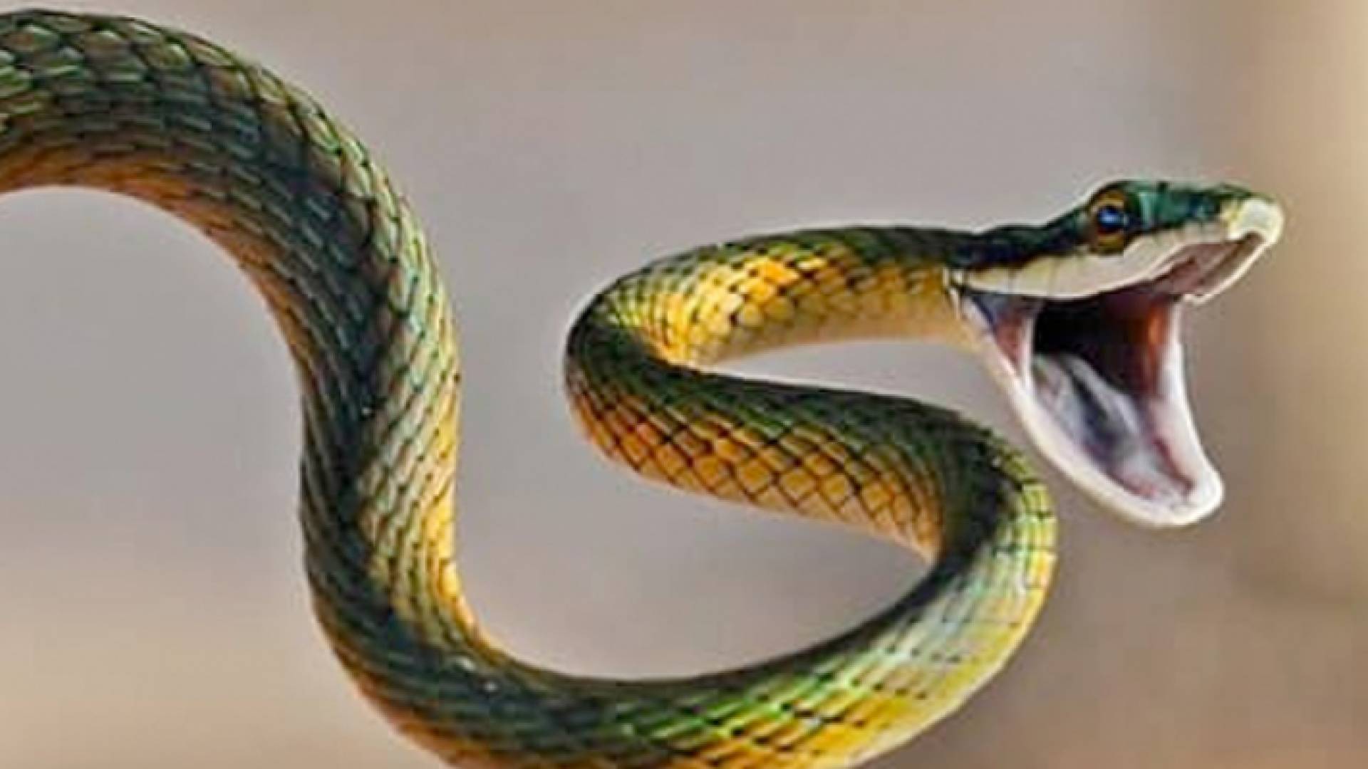 افعى - تعبيرية