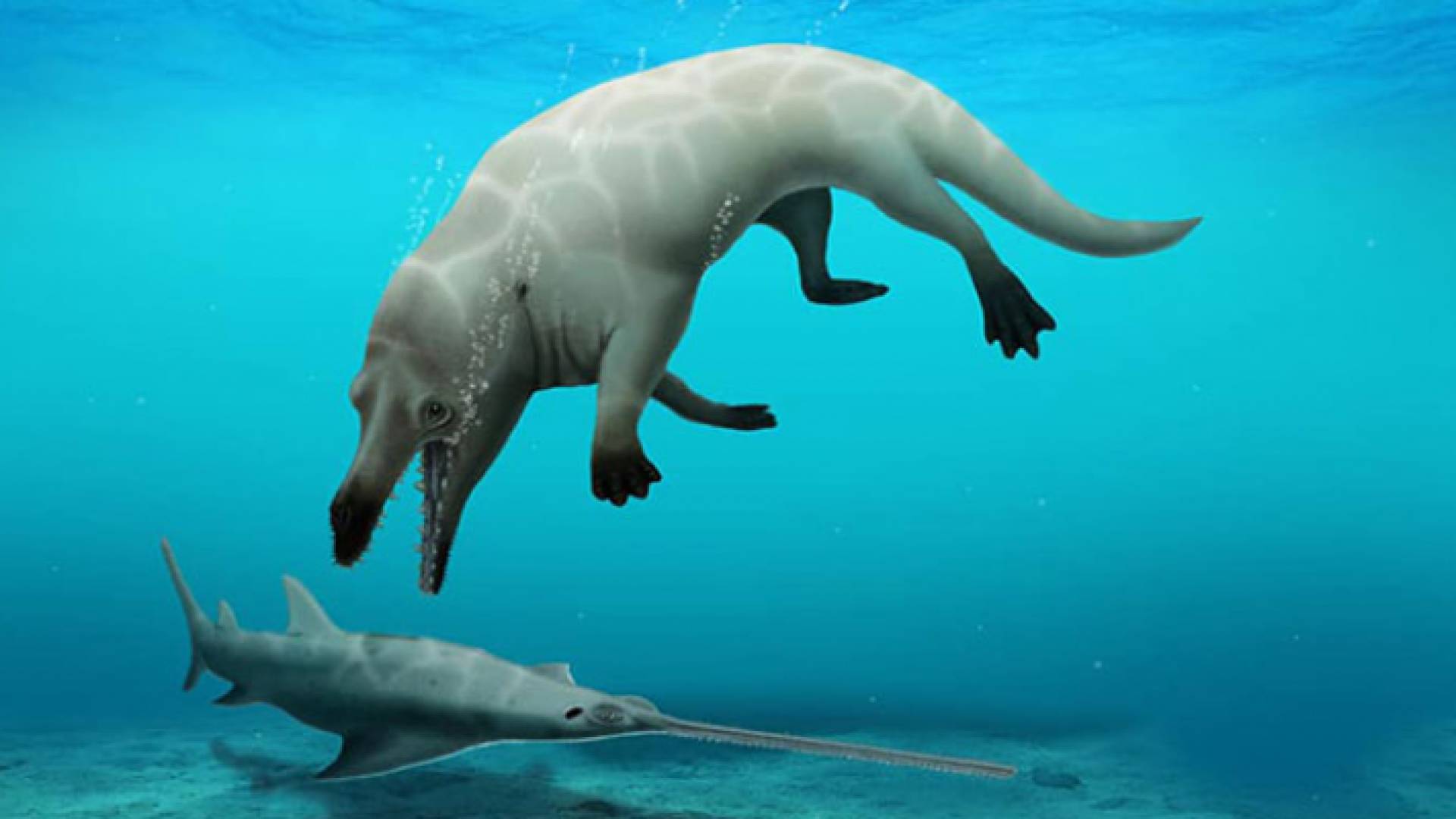 الحوت عاش قبل 43 مليون عام