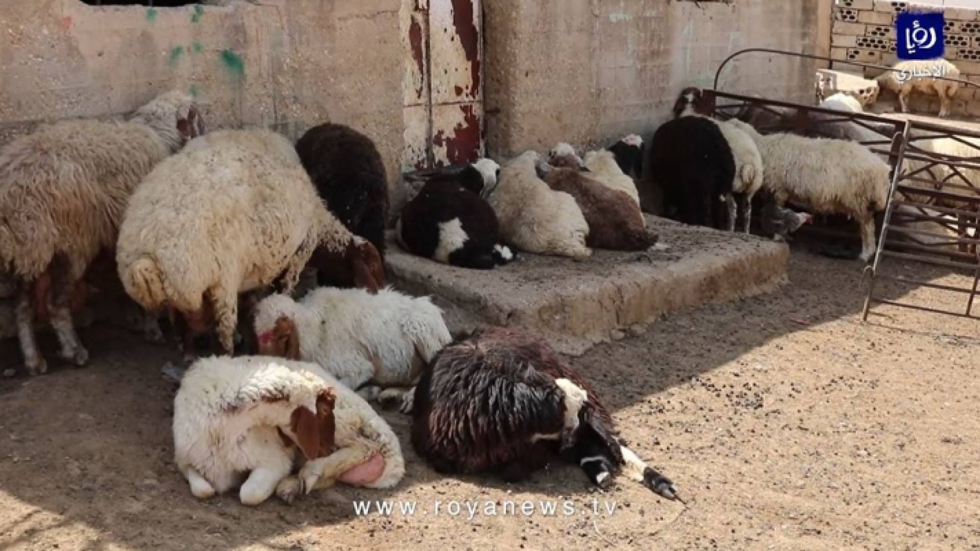 نفوق عشرات الأغنام لأسباب مجهولة في الكرك