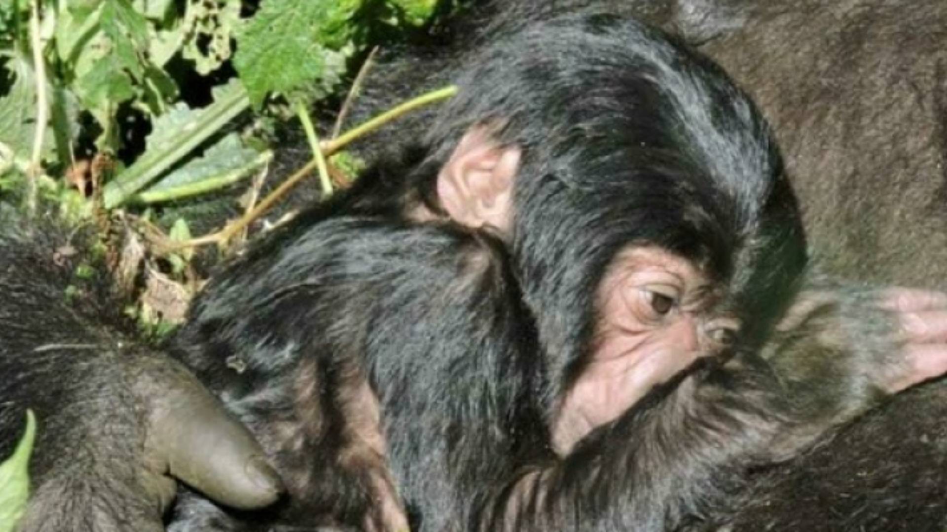 ولادة غوريلا جبلية في حديقة فيرونغا في الكونغو الديموقراطية