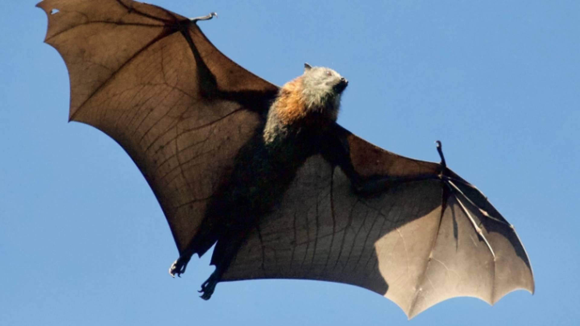 خفاش - تعبيرية