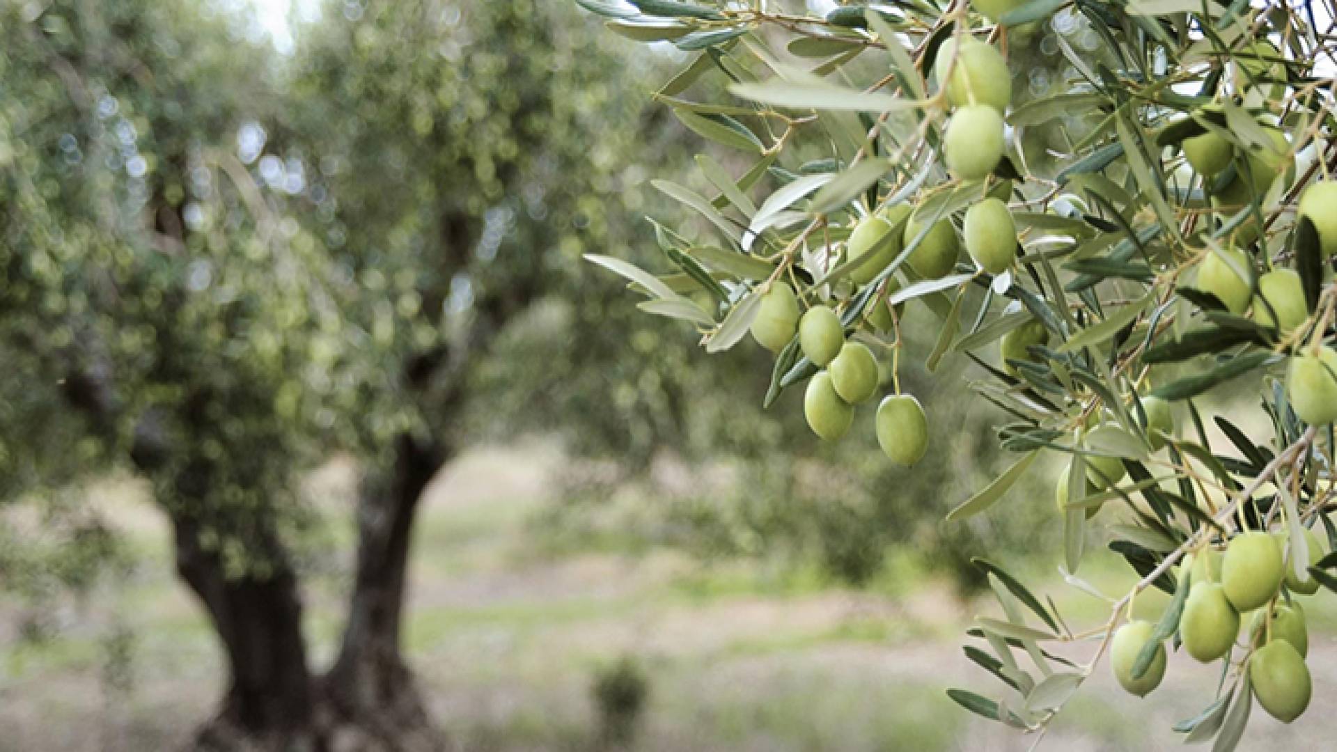 ثمار الزيتون - أرشيفية