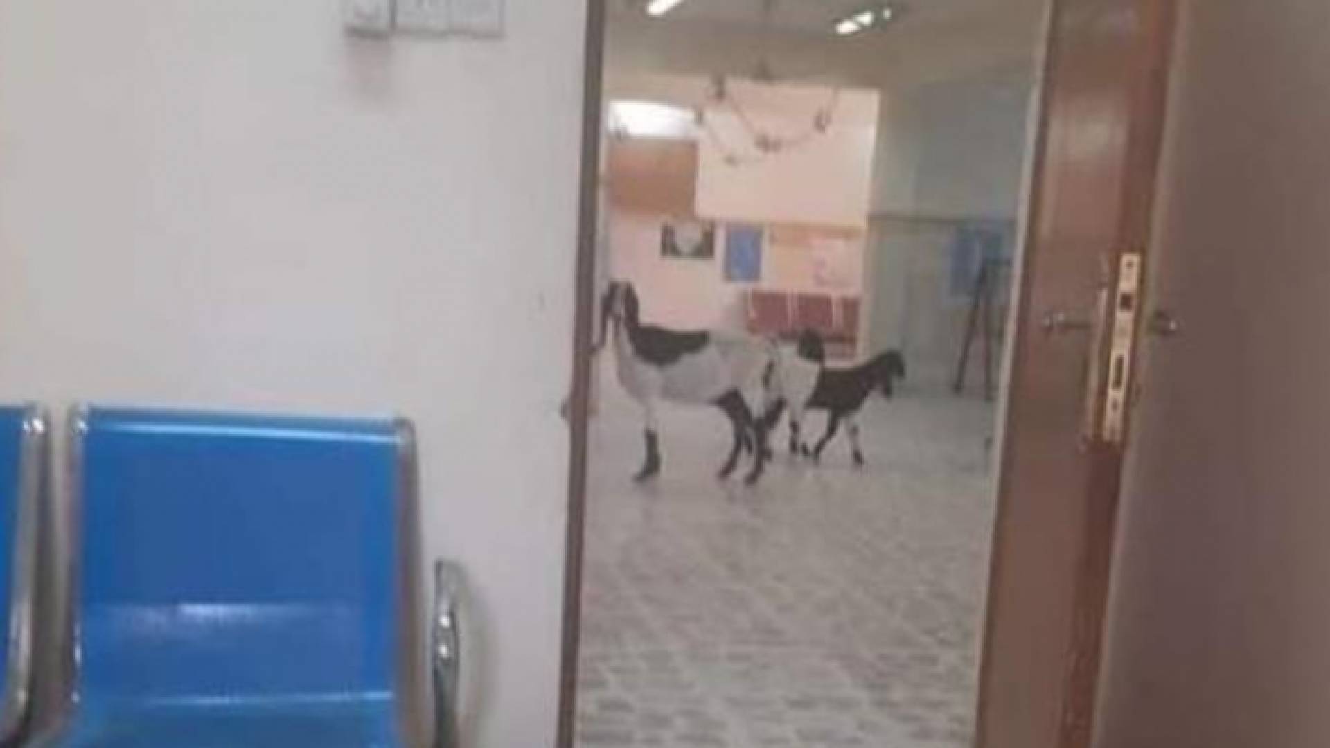 وزارة الصحة: الصورة المتداولة لماعز داخل أحد المستشفيات ليست في الأردن