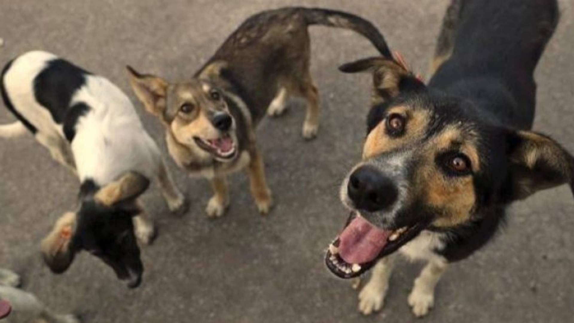 كلاب ضالة - تعبيرية