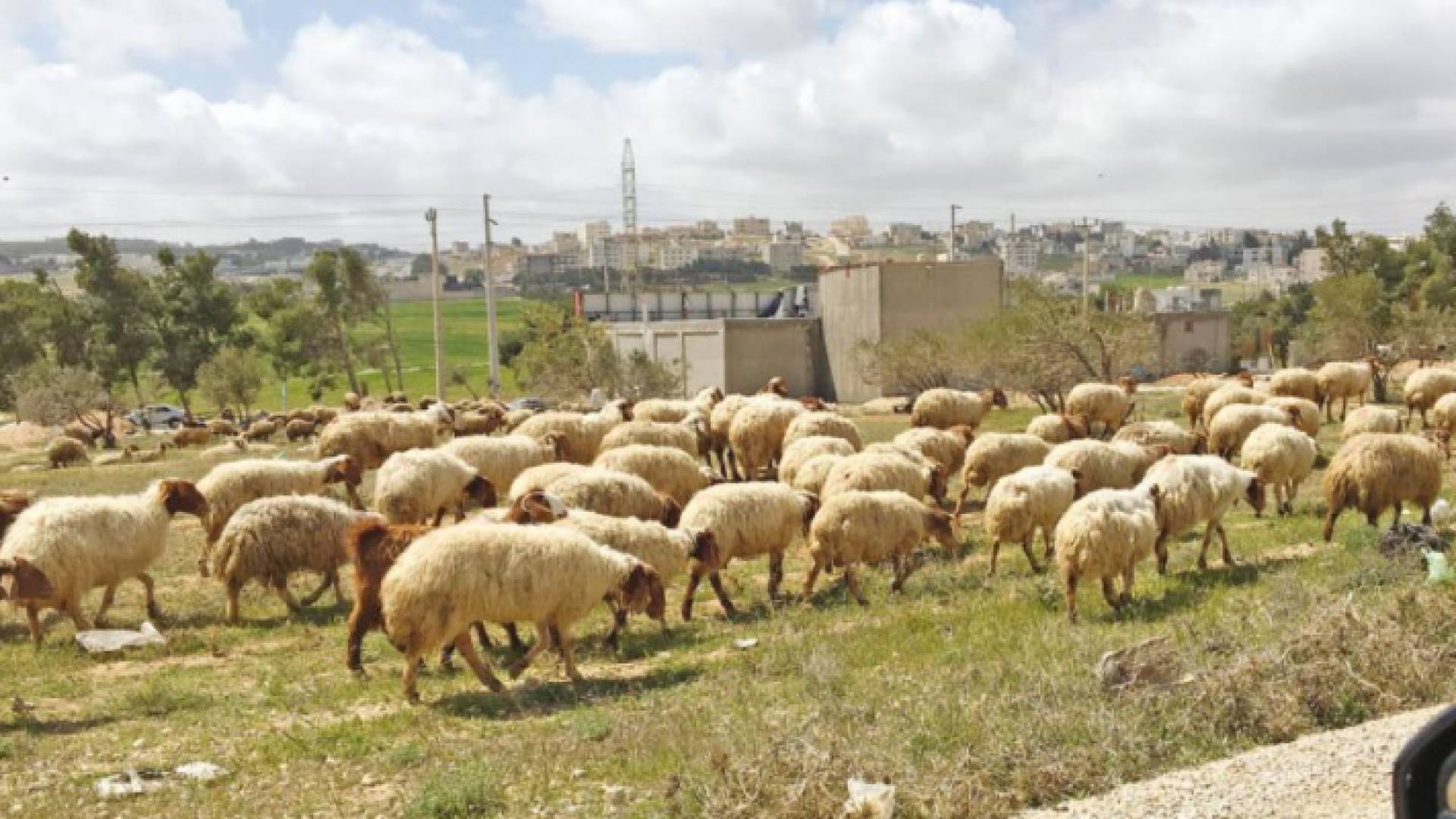 أغنام - ارشيفية