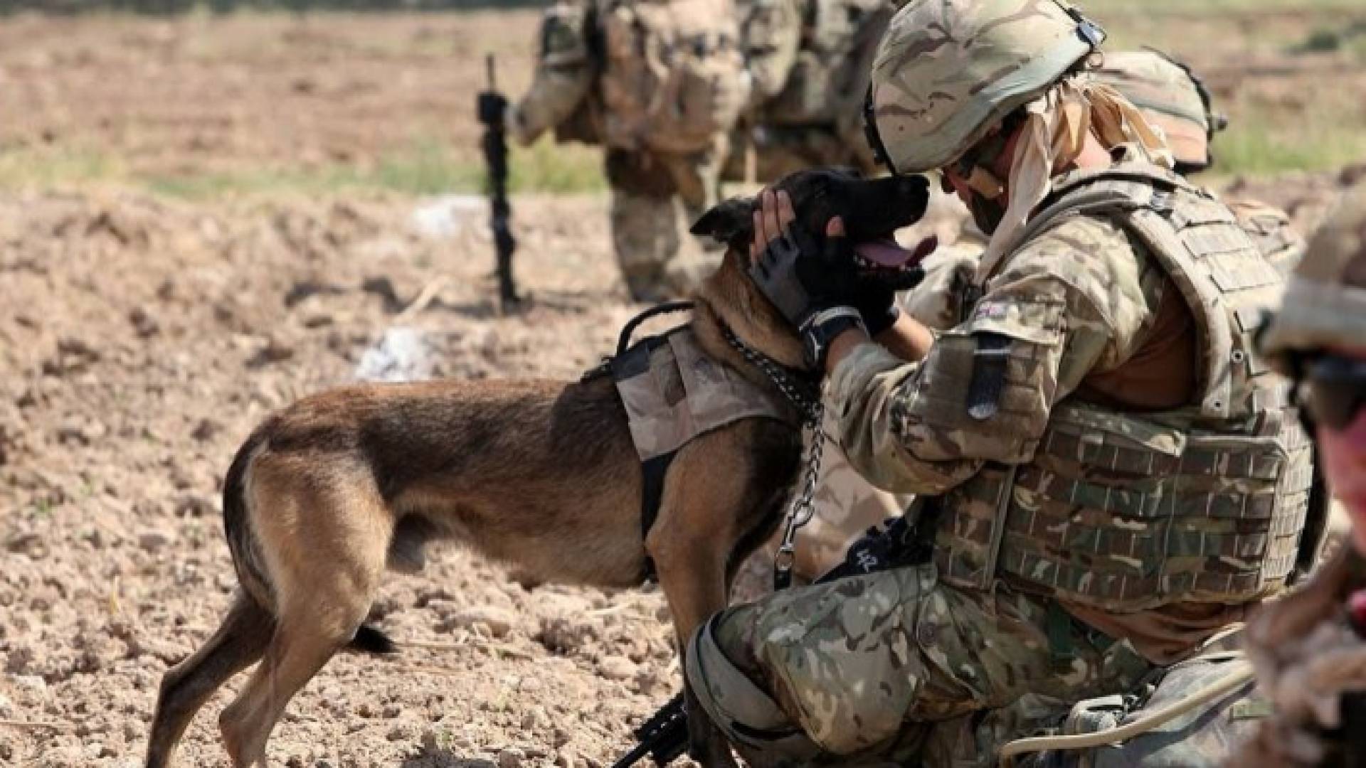 الجيش الأمريكي ينفي أن يكون عناصره قد تركوا كلابا في كابول